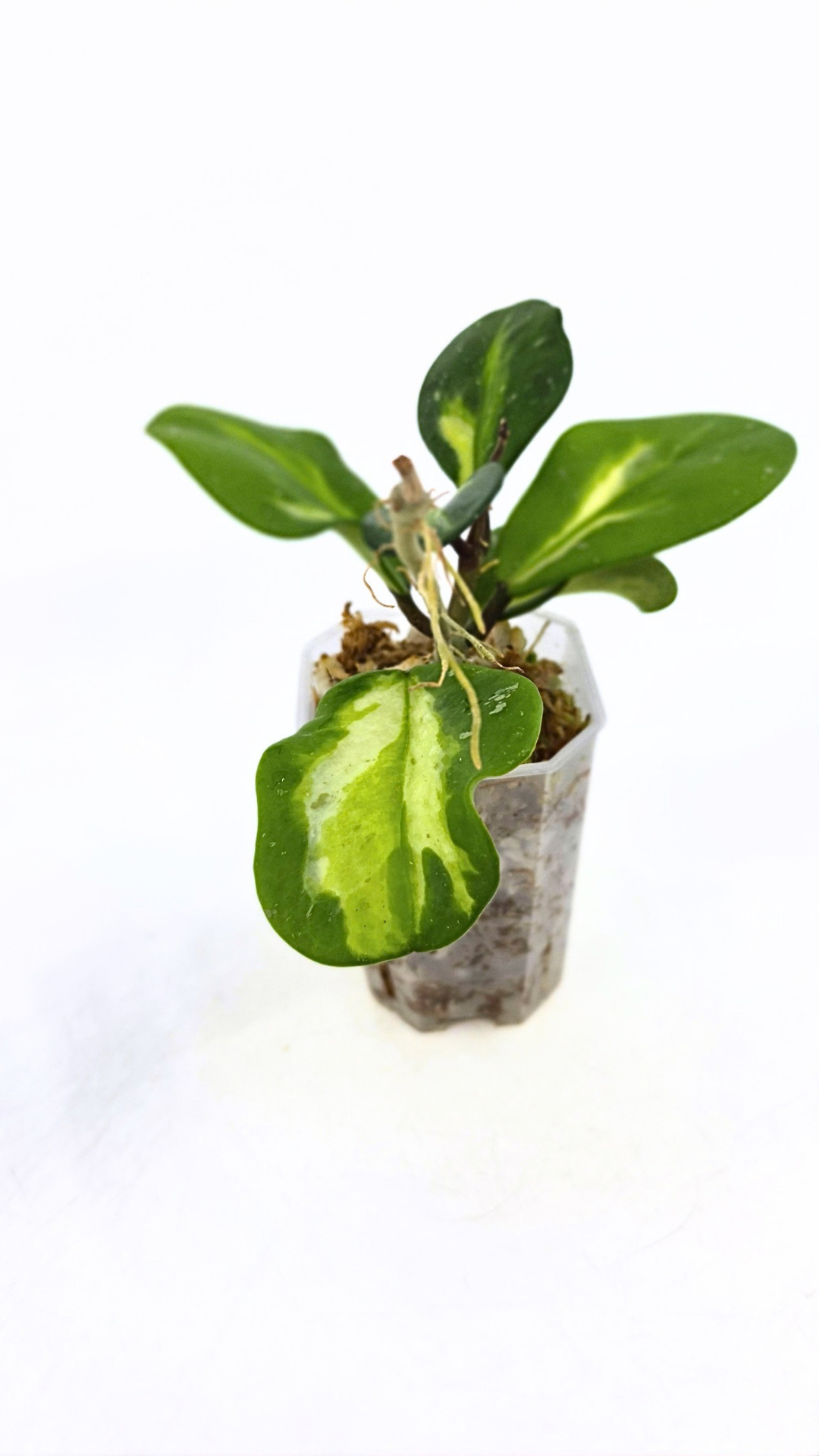 Rare waxplant Hoya Obavata Splash Variegated available for sale at rare indoor plant shop The Leaf Gallery in Perth, Western Australia