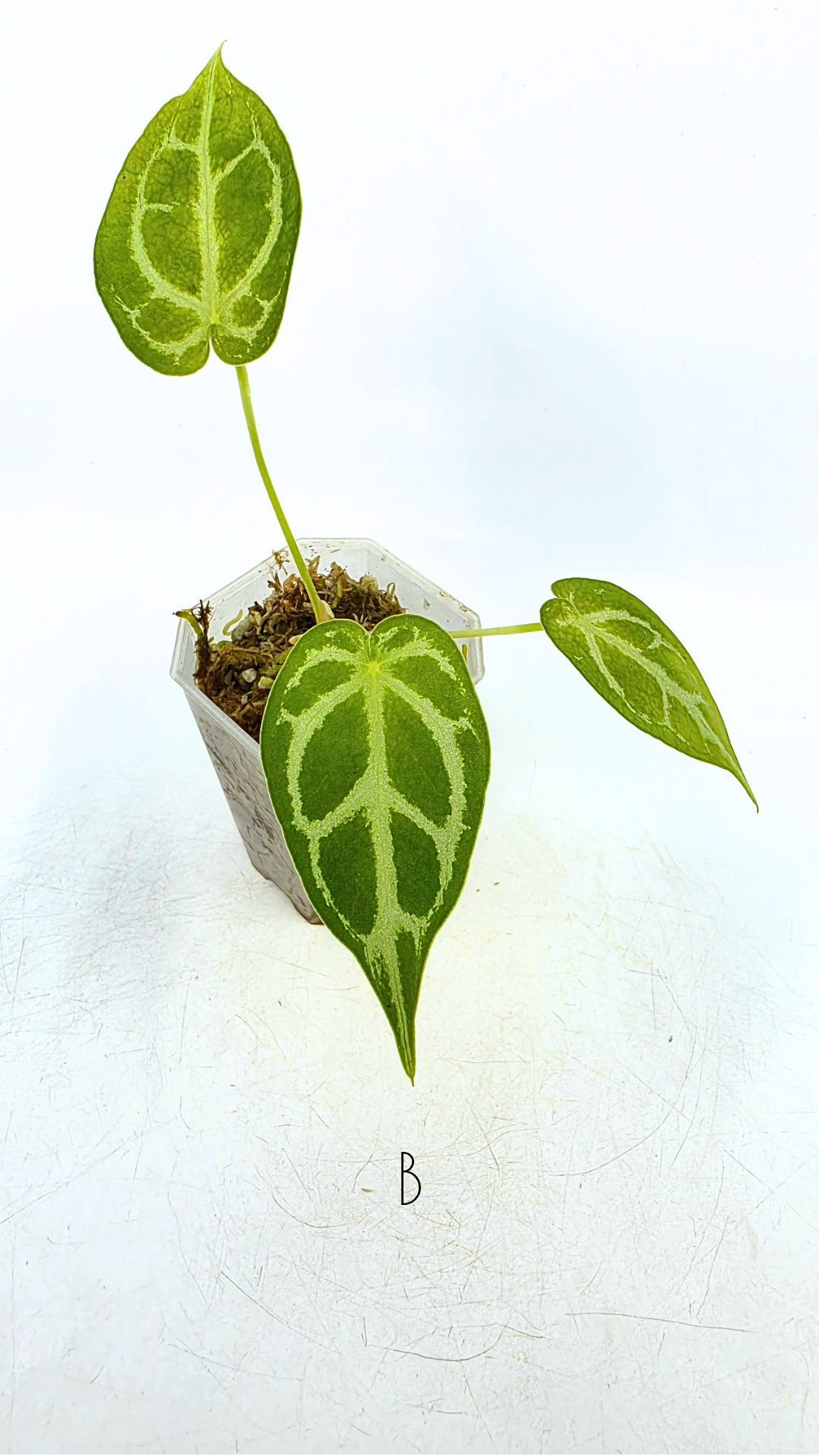 Rare anthurium hybrid Dark Forgetii cross with Anthurium Silver blush available for sale at rare plant shop The Leaf Gallery in Perth, Western Australia