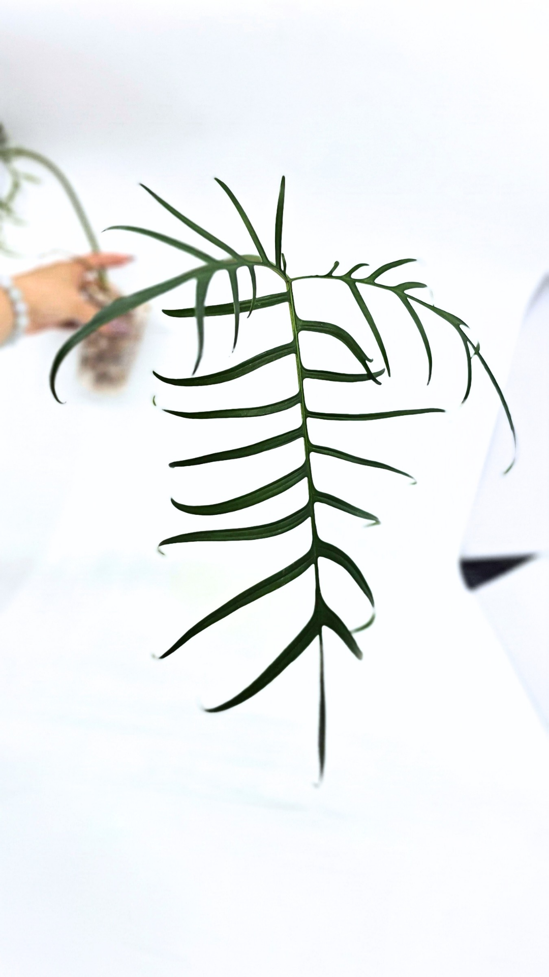 Rare indoor plant Philodendron Polypodioides available for sale at rare house plant shop The Leaf Gallery in Perth, Western Australia