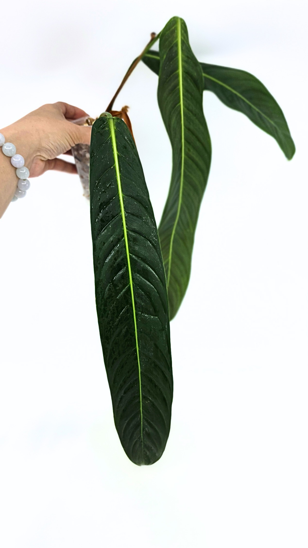Rare Indoor Plant Philodendron Heterocraspedon for sale at rare plant shop The Leaf Gallery in Perth, Western Australia
