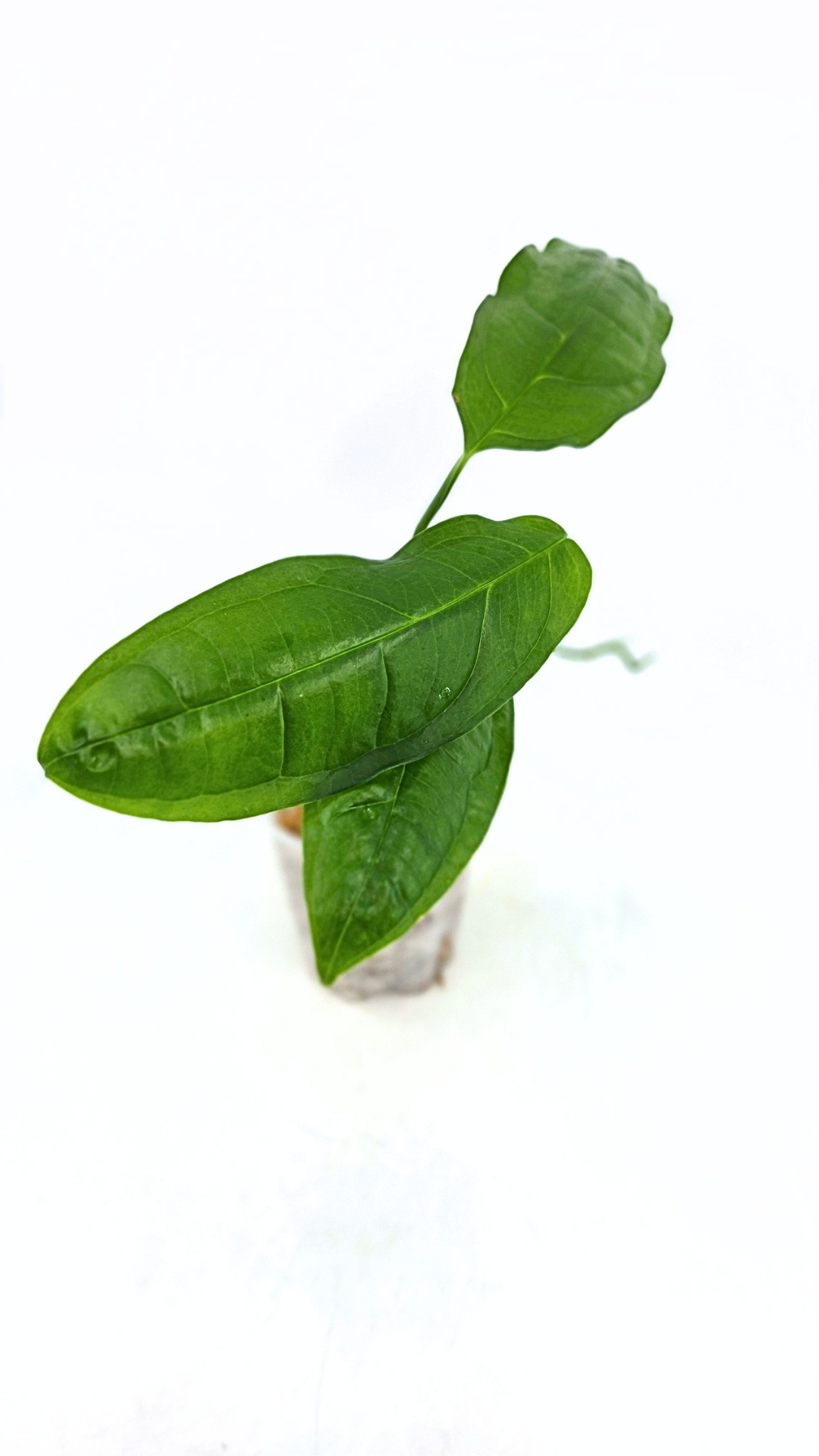 Rare indoor plant Monstera Obliqua Amazonas available at rare plant shop The Leaf Gallery in Perth, Western Australia