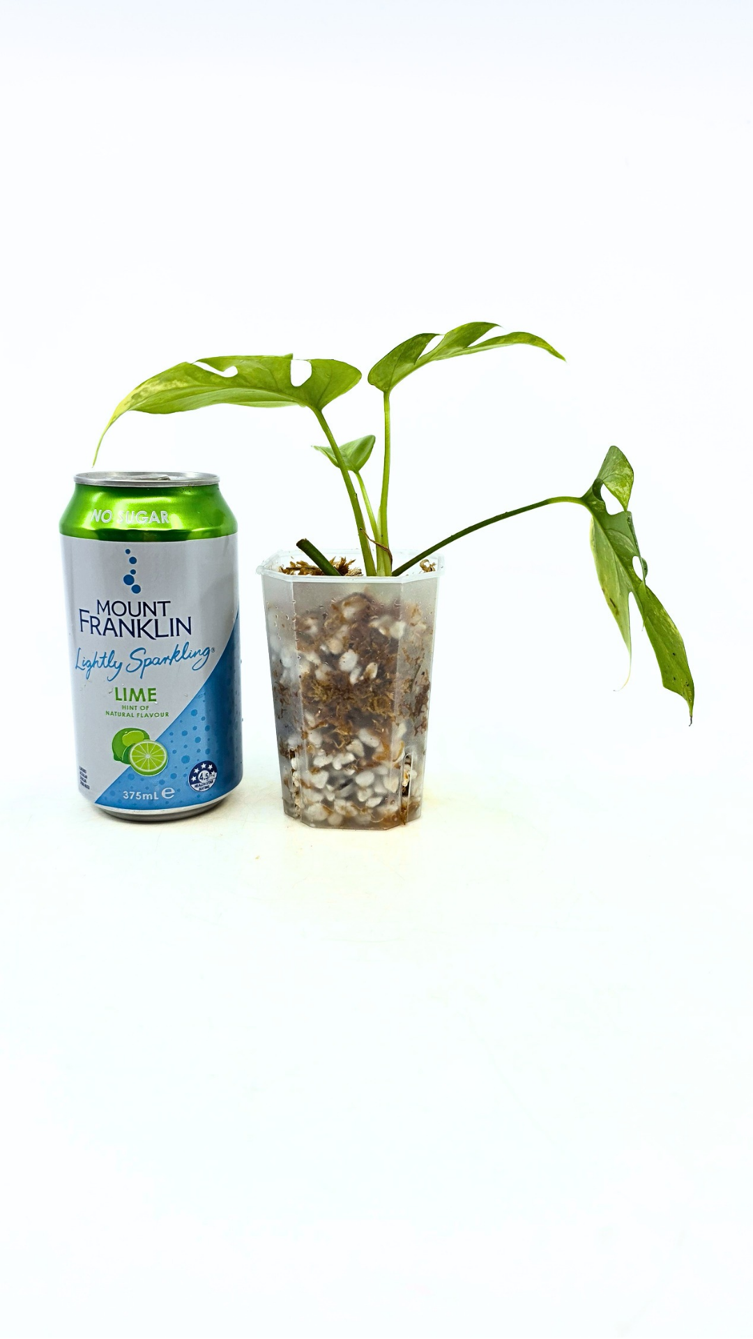 Rare indoor plant Raphidophora Tetrasperma Aurea for sale by rare plant shop The Leaf Gallery in Perth