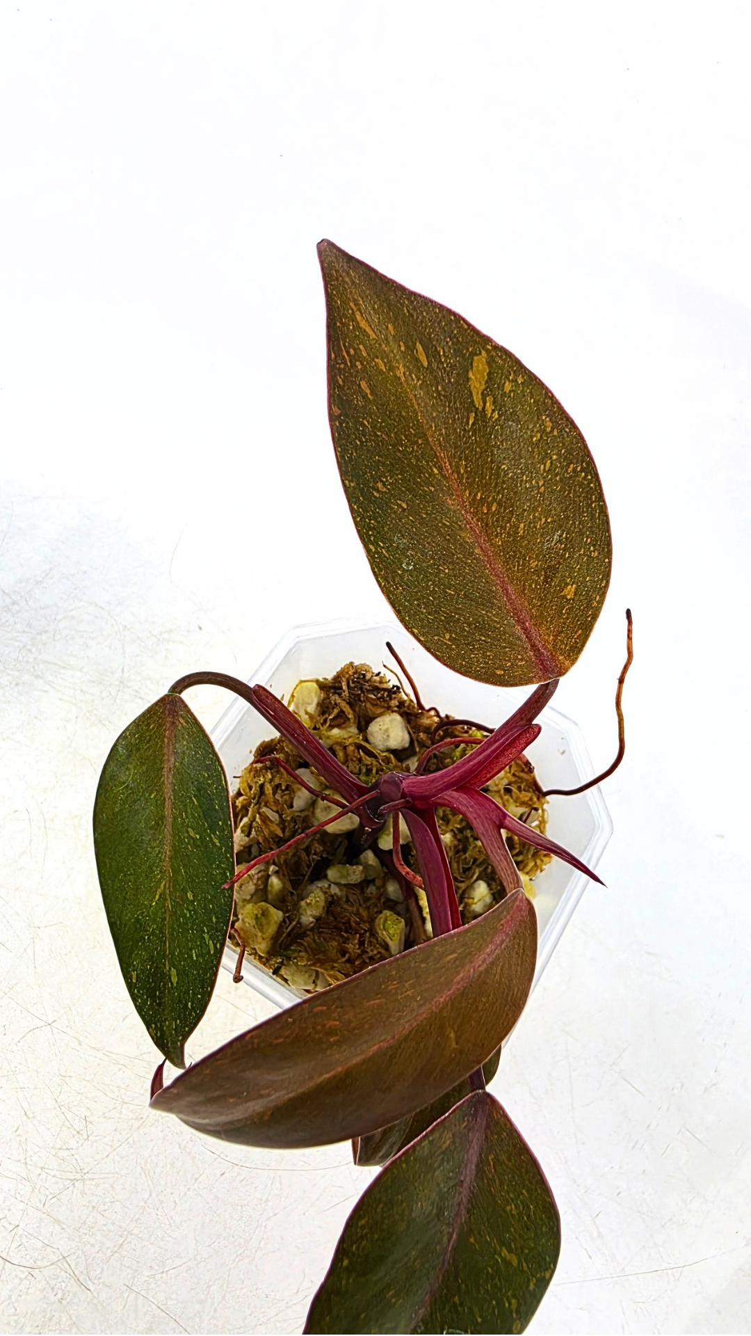 Rare indoor plant Philodendron Orange Princess Varigated available for sale at rare plant shop The Leaf Gallery in Perth, Western Australia