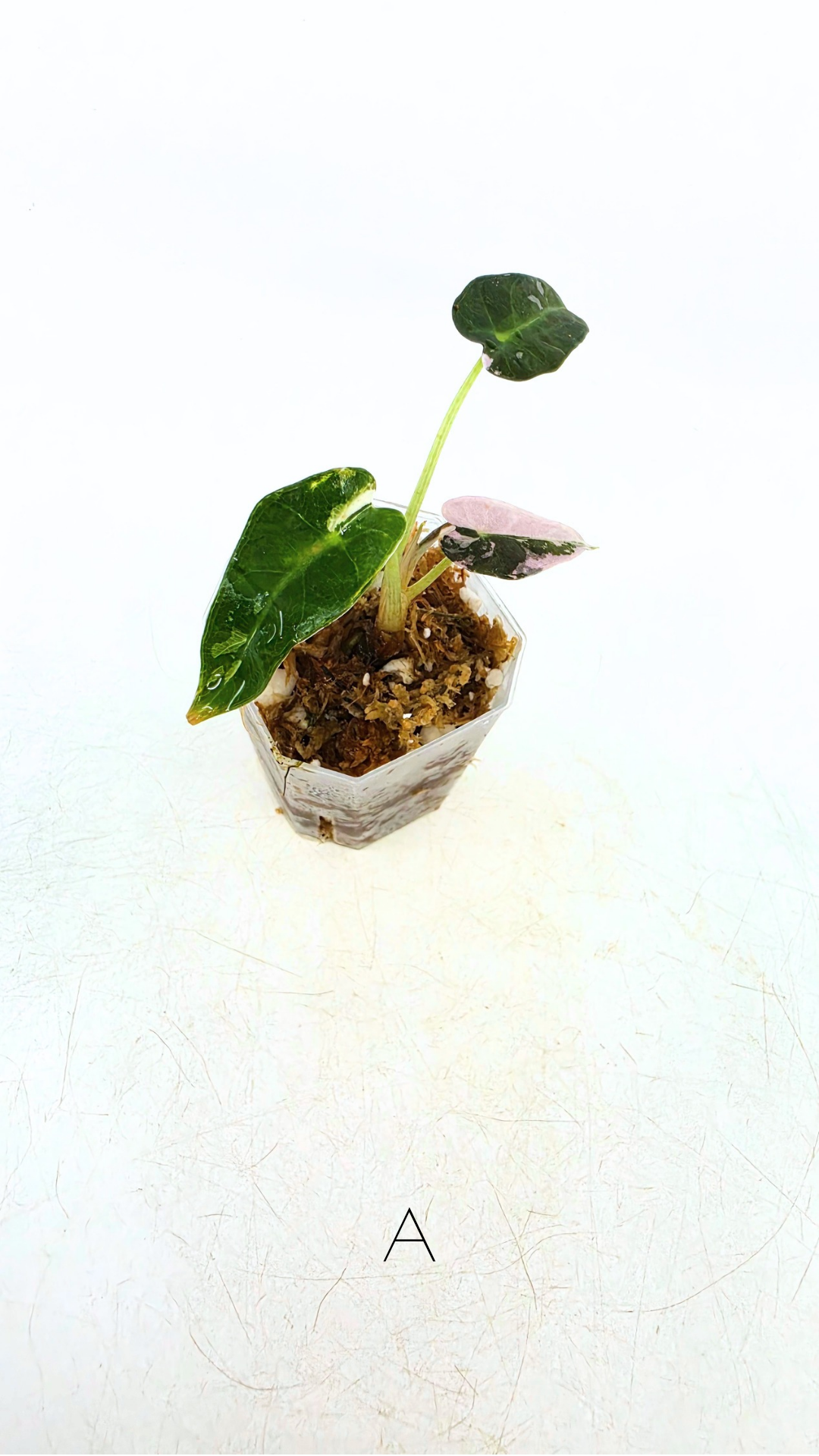 Rare indoor plant Alocasia Amazonica Bambino Pink TC plantlets available for sale at rare houseplant shop The Leaf Gallery in Perth, Western Australia