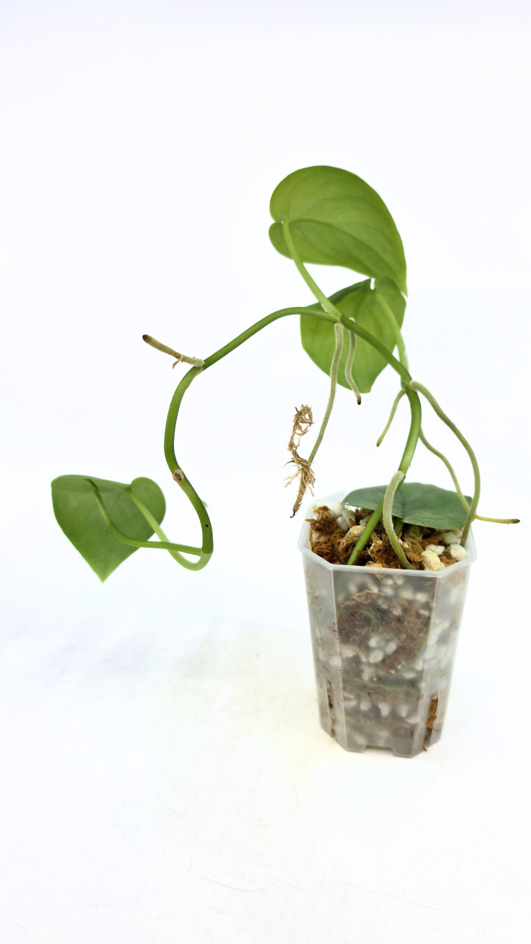 Rare indoor plant Scindapsus Platinum available for sale at rare plant shop The Leaf Gallery in Perth, Western Australia