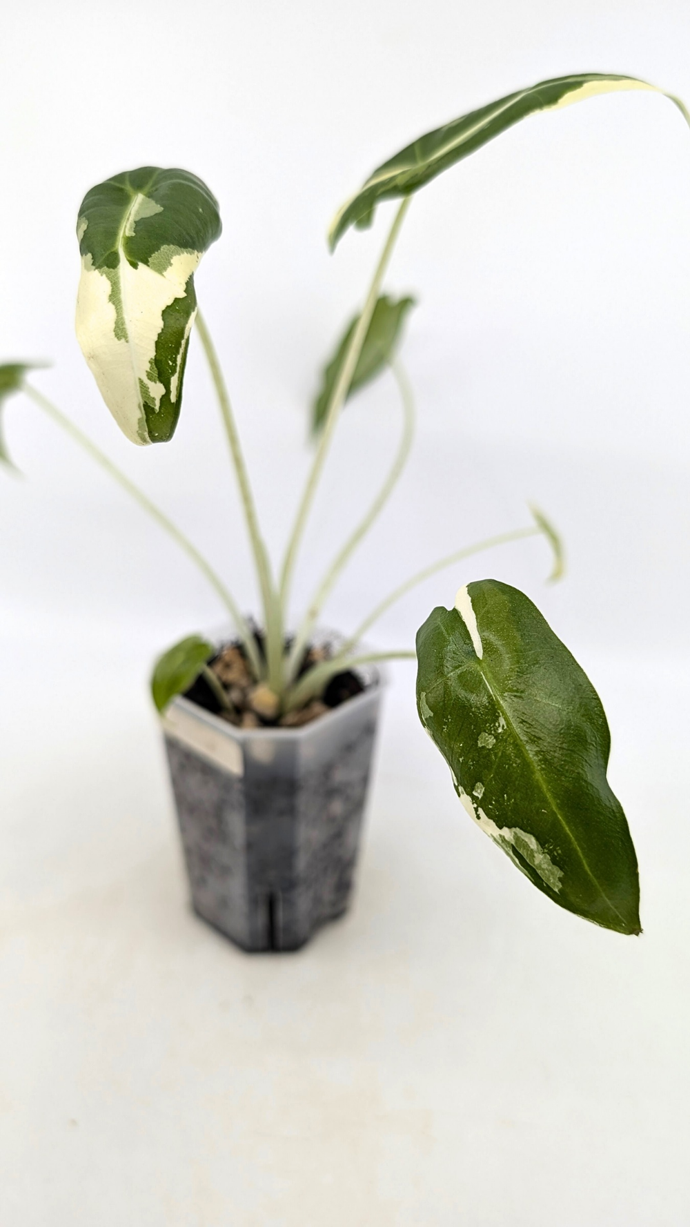 Alocasia Sarian Variegated  The Leaf Gallery