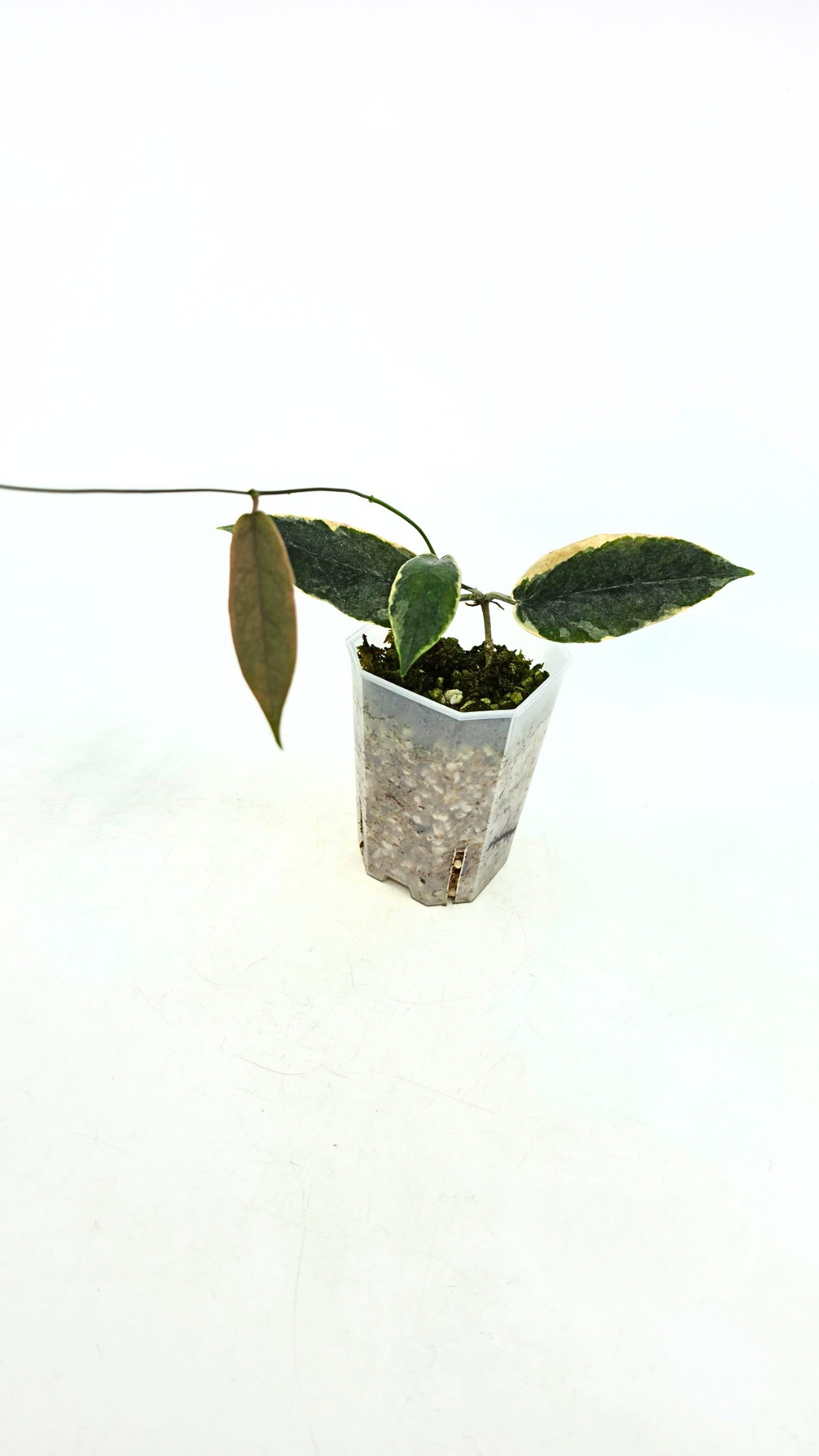 Rare waxplant Hoya Archboldiana Albomarginata available for sale at rare indoor plant shop The Leaf Gallery in Perth, Western Australia