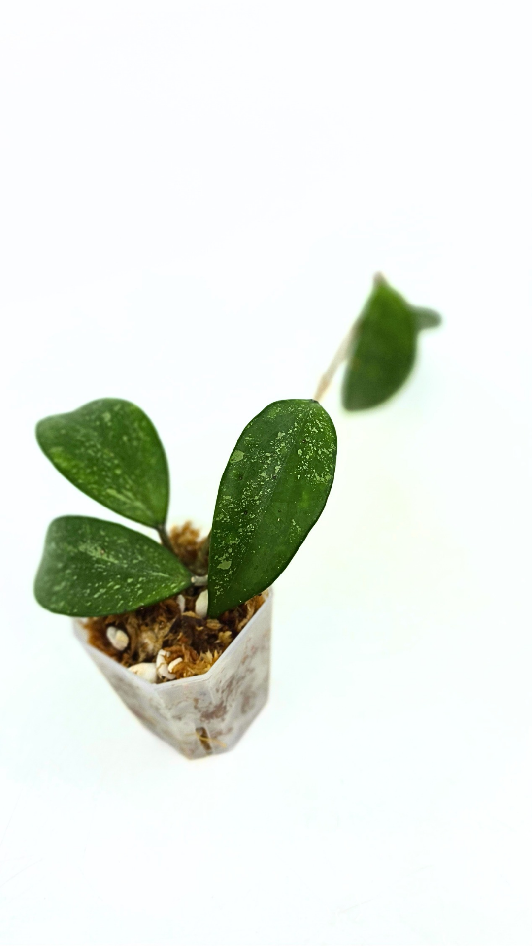 Rare waxplant Hoya Snow Cui available for sale at rare indoor plant shop The Leaf Gallery in Perth, Western Australia