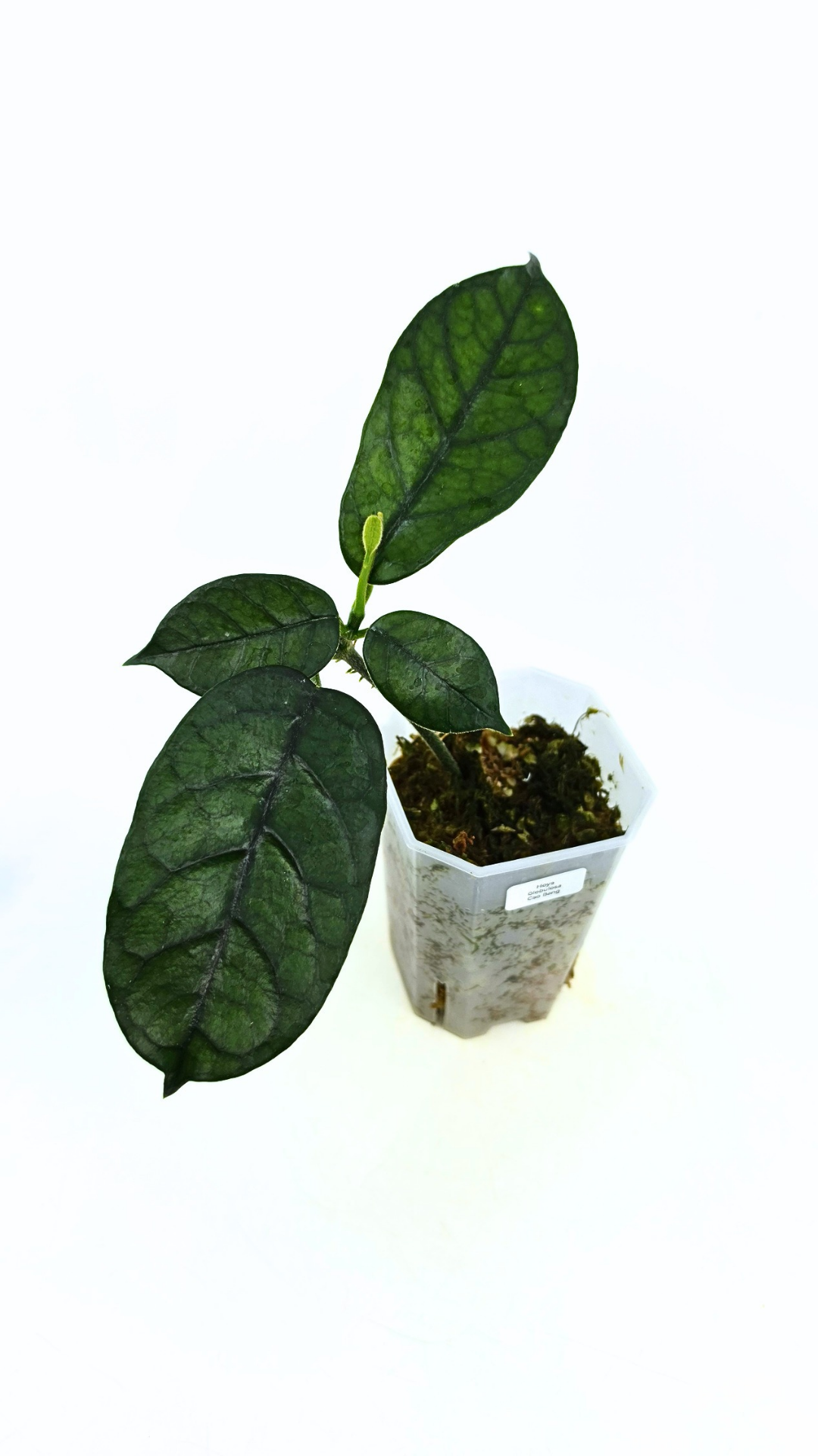 Rare waxplant Hoya Globulosa Cao Bang available for sale at rare plant shop The Leaf Gallery in Perth, Western Australia
