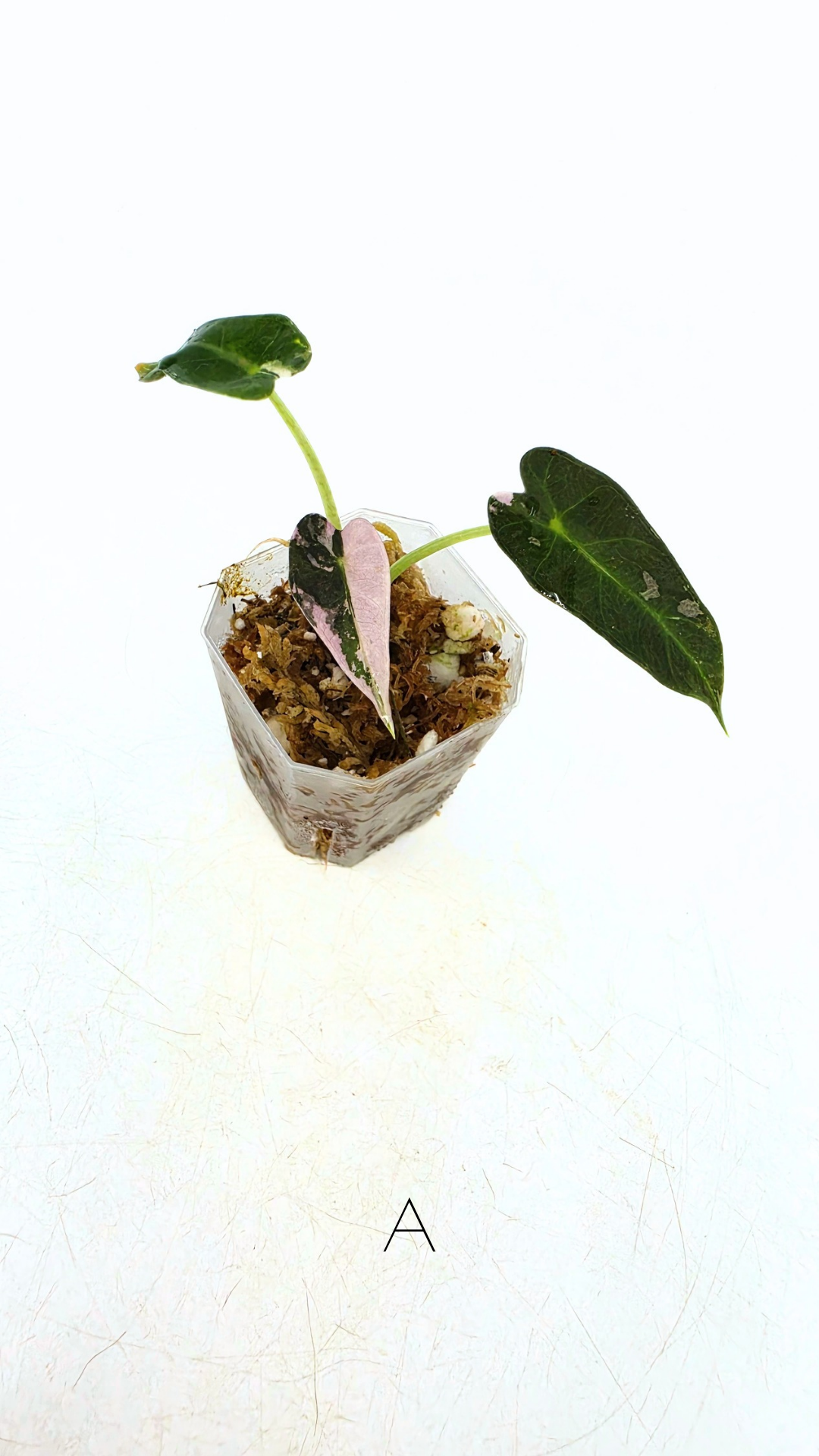 Rare indoor plant Alocasia Amazonica Bambino Pink TC plantlets available for sale at rare houseplant shop The Leaf Gallery in Perth, Western Australia