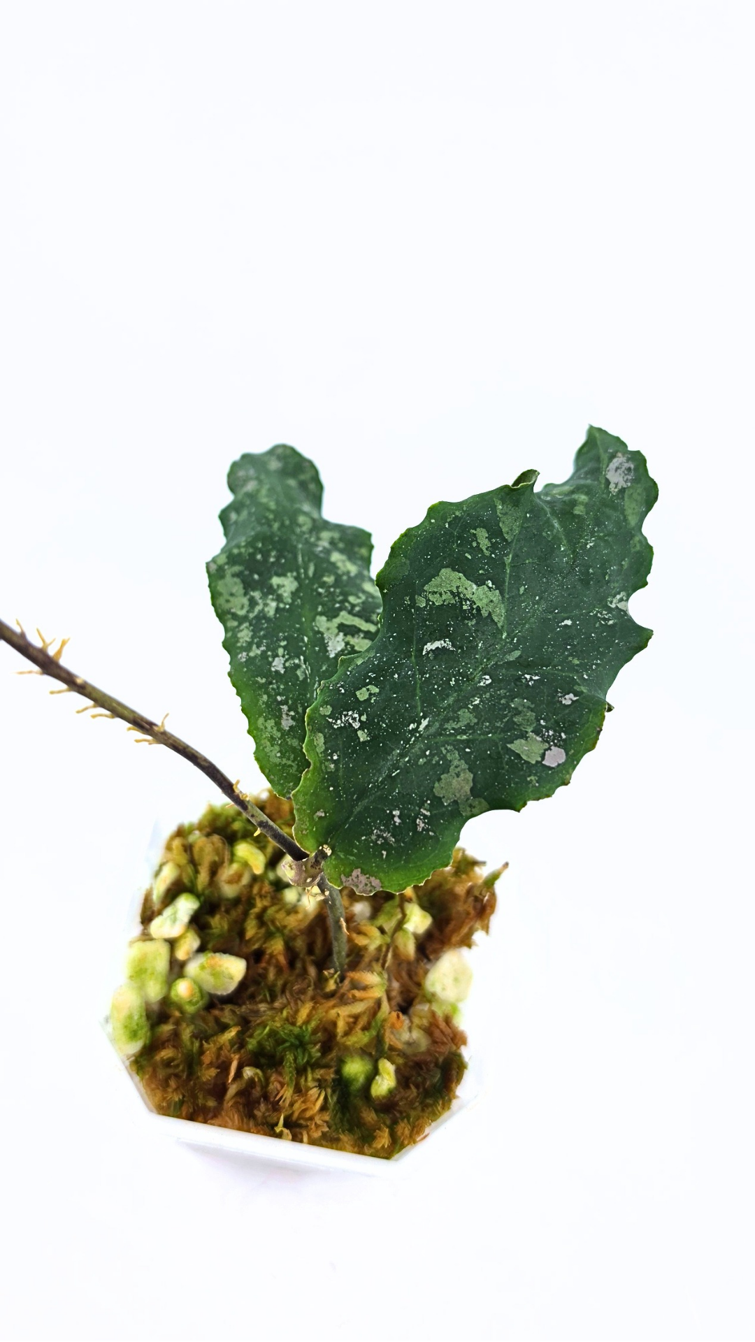 Rare waxplant Hoya Undulata available for sale at rare indoor plant shop The Leaf Gallery in Perth, Western Australia