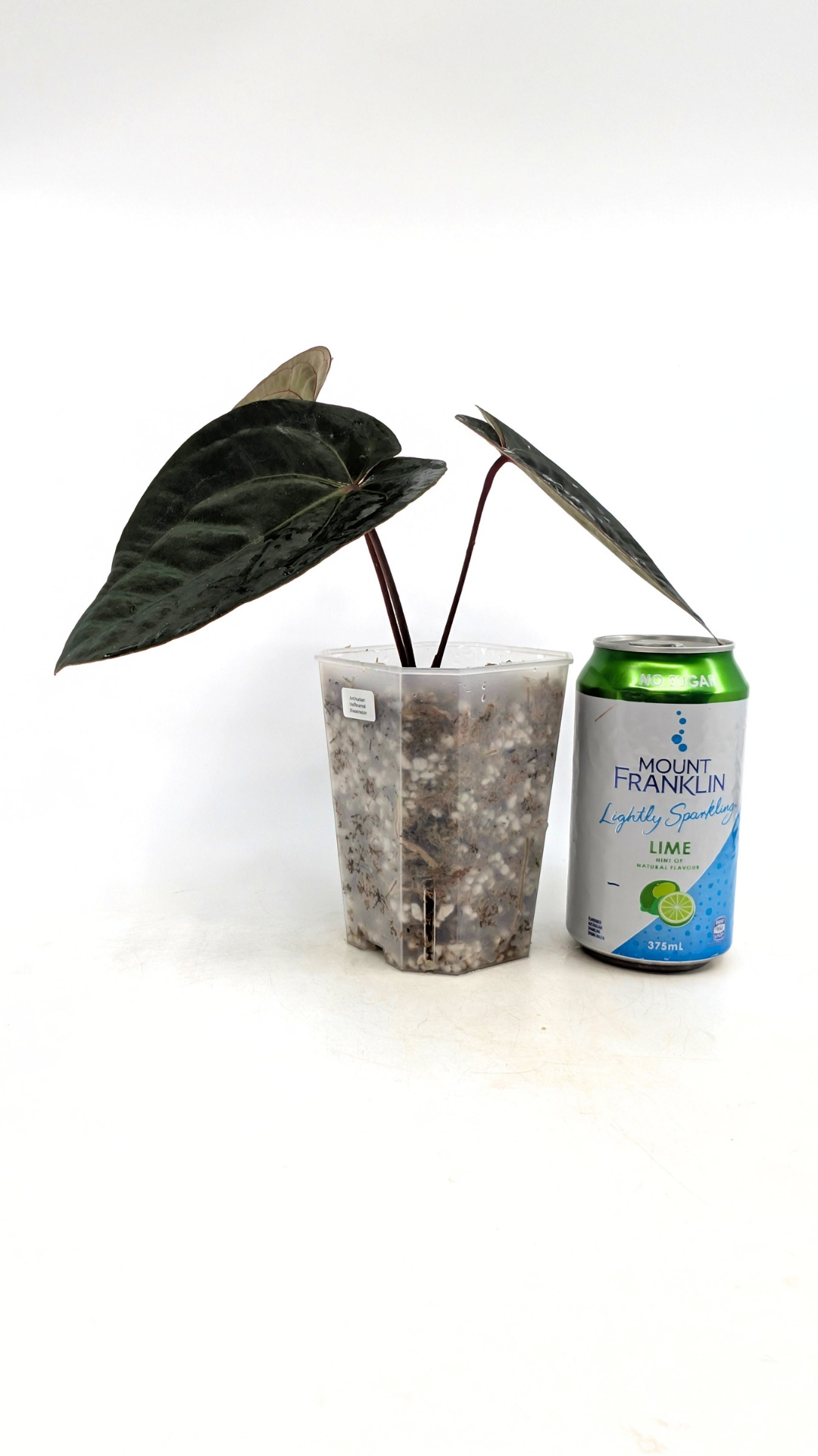 Rare indoor plant Anthurium Bloodmoon clone available from rare house plant shop The Leaf Gallery in Perth, Western Australia