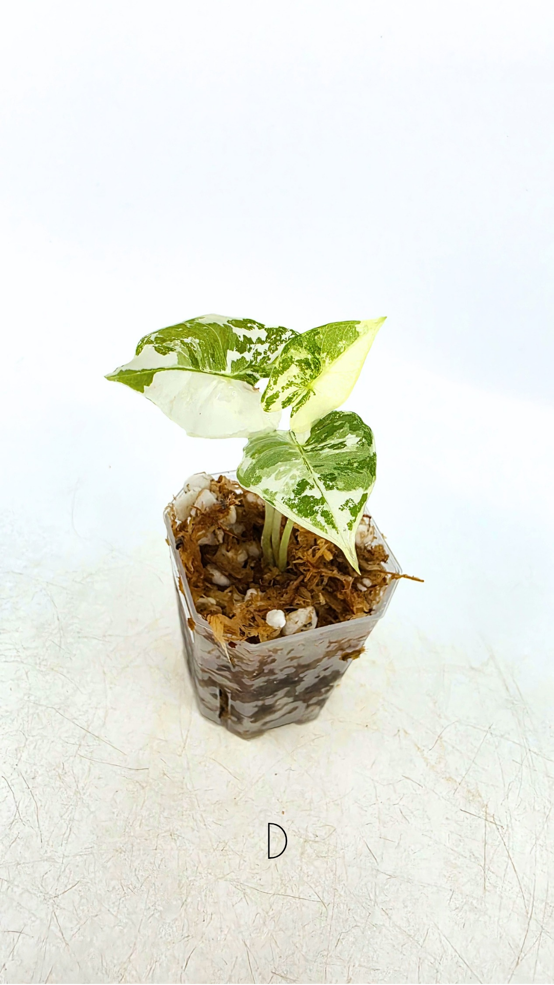 Rare indoor plant Alocasia Frydek Variegated available for sale at rare house plant shop The Leaf Gallery in Perth, Western Australia