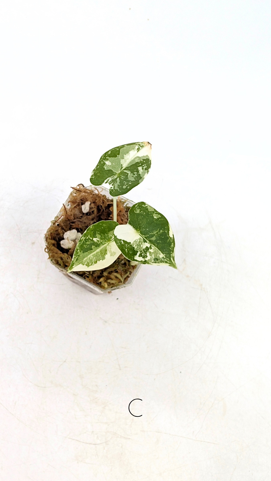 Rare indoor plant Alocasia Frydek Variegated available for sale at rare house plant shop The Leaf Gallery in Perth, Western Australia