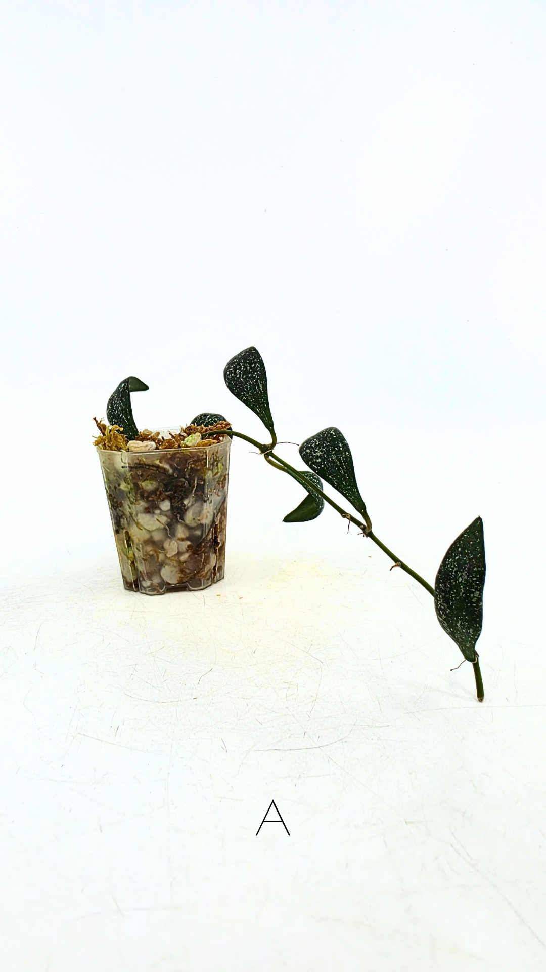 Rare waxplant Hoya Parviflora Splash available for sale at rare indoor plant shop The Leaf Gallery in Perth, Western Australia