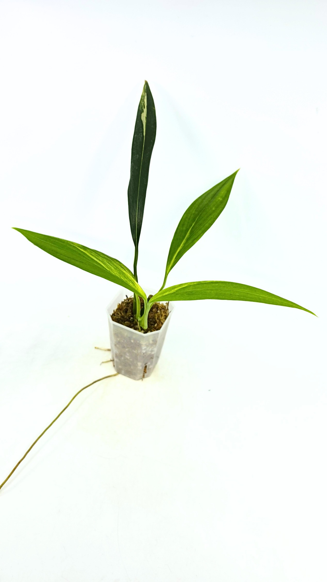 Rare plant Amplissimum Varigated available for sale at rare plant shop The Leaf Gallery in Perth, Western Australia