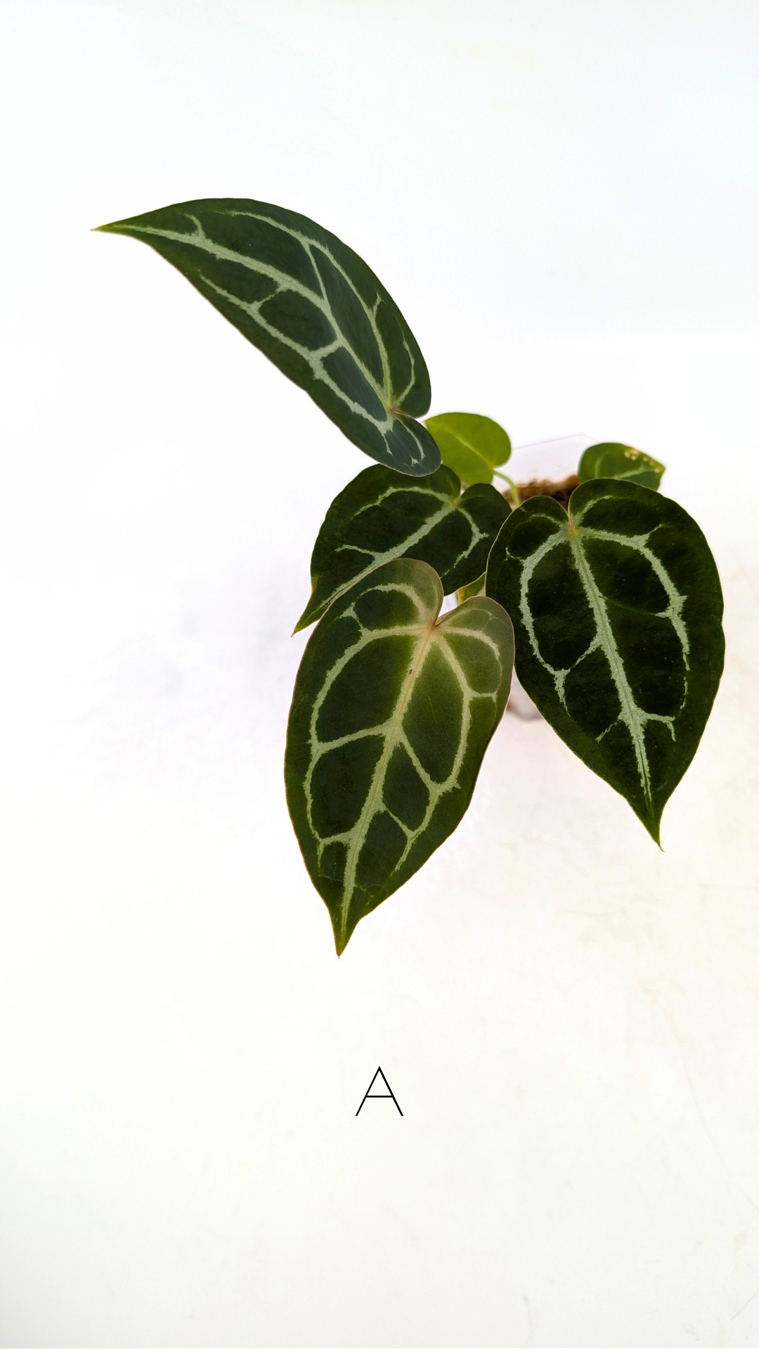 Rare anthurium hybrid Anthurium Dark Forgetii x Bessae Aff X Anthurium Michelle by The Leaf Gallery in Perth, Western Australia