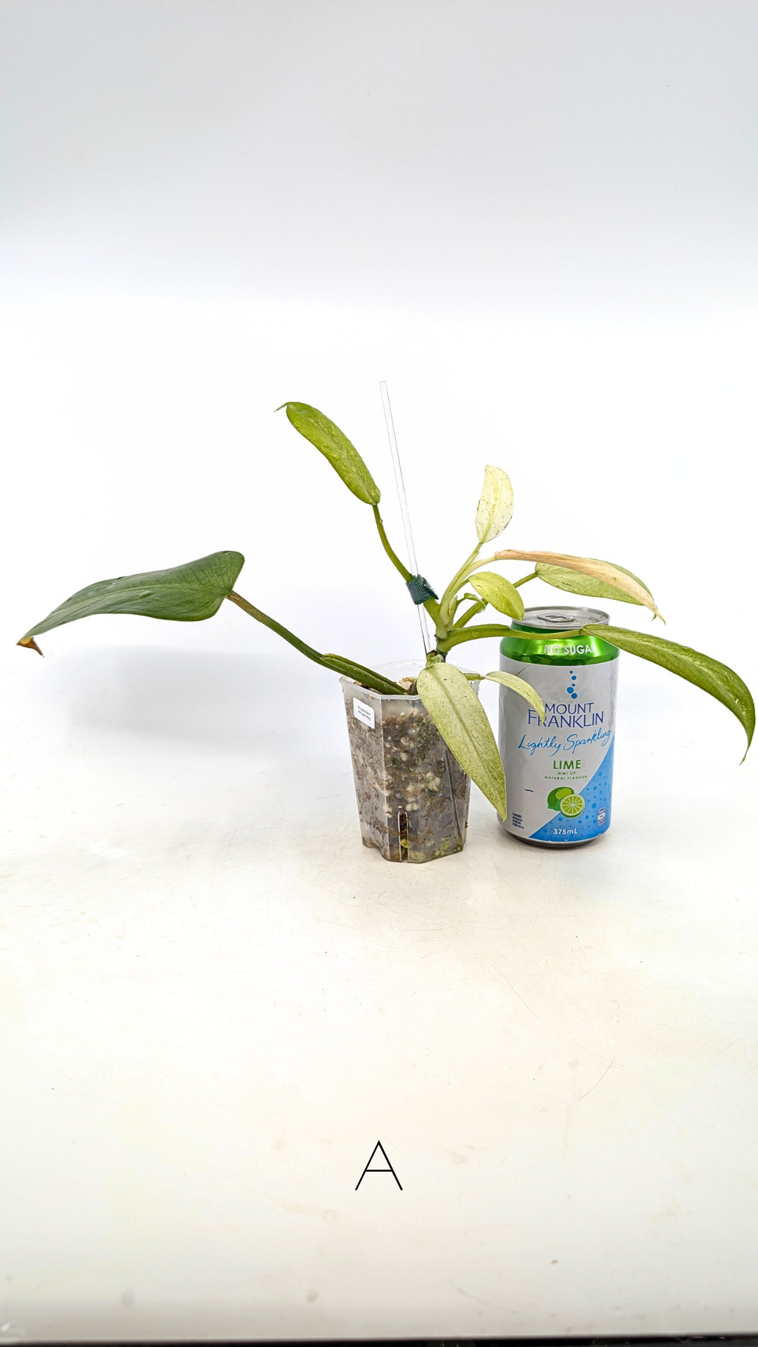 Rare indoor plant Philodendron Whipple Way by rare plant shop The Leaf Gallery in Perth, Western Australia