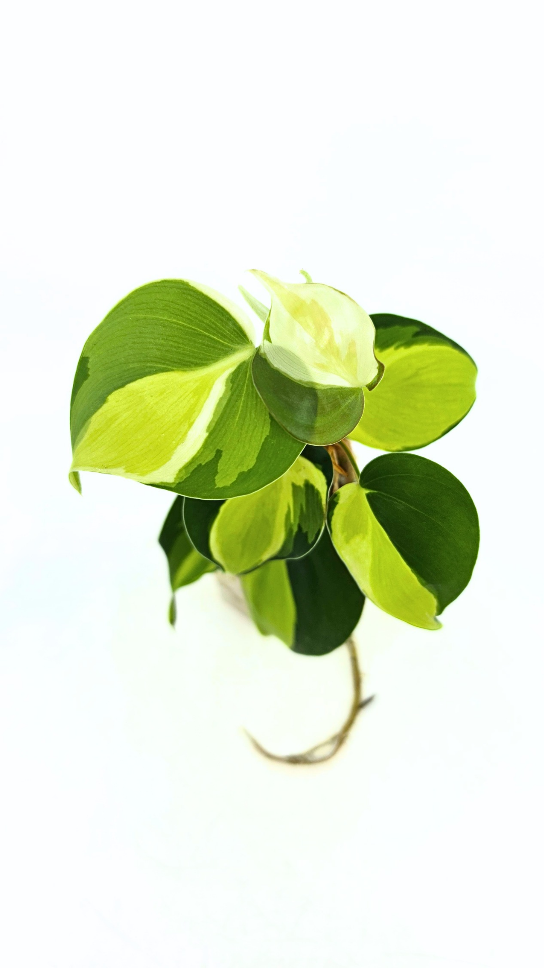 Rare indoor plant Philodendron Cream Splash available at rare plant shop The Leaf Gallery in Perth, Western Australia