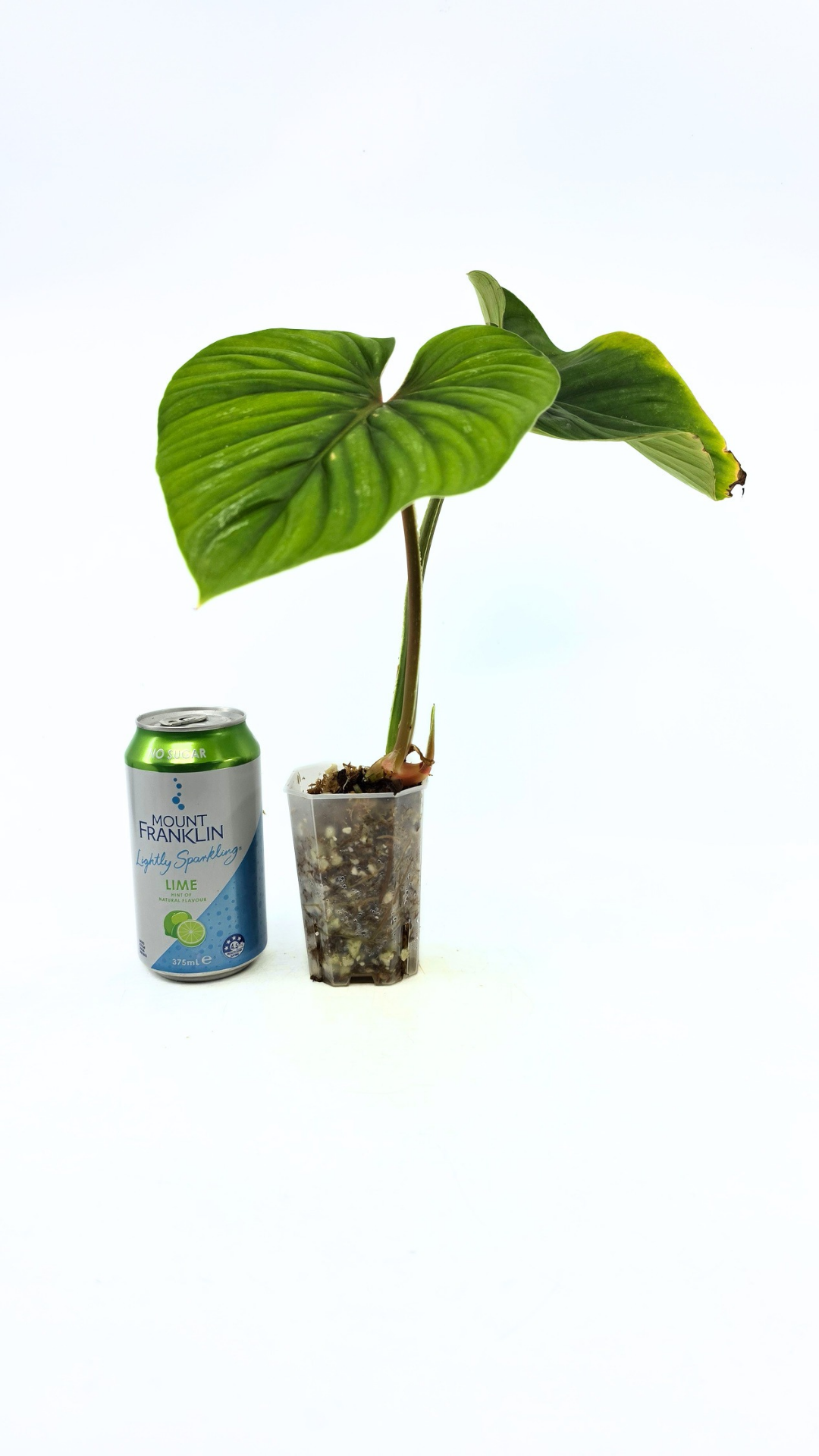 Uncommon indoor plant Philodendron Plowmanii available at rare plant shop The Leaf Gallery in Perth, Western Australia