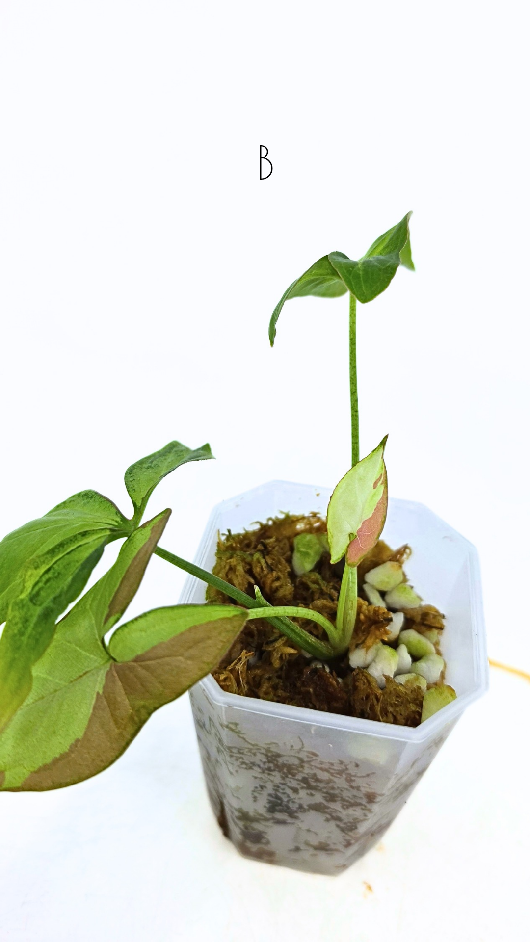 65480.pngRare indoor plant Syngonium Redspot Tricolour available for sale at The Leaf Gallery in Perth, Western Australia