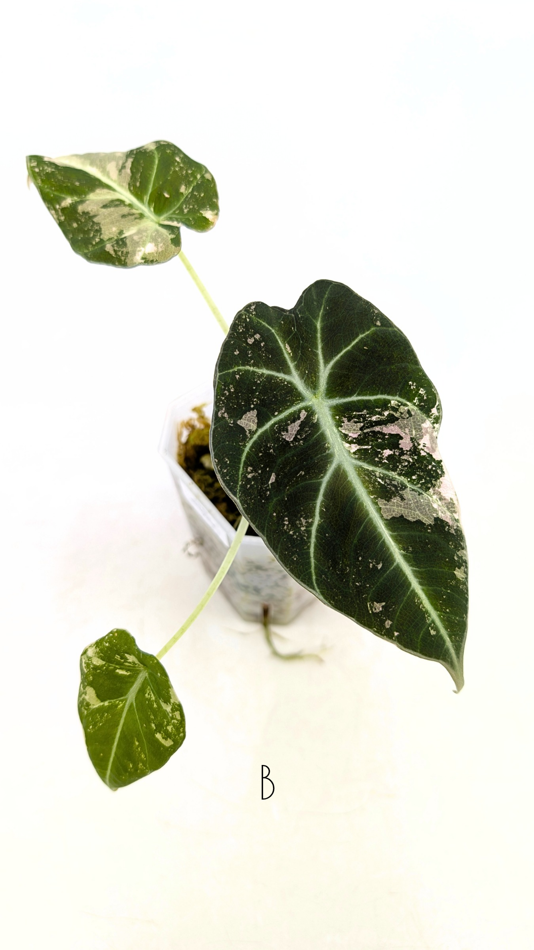 Rare indoor plant Alocasia Black Velvet Pink Variegated available for sale from rare house plant shop The Leaf Gallery in Perth, Western Australia