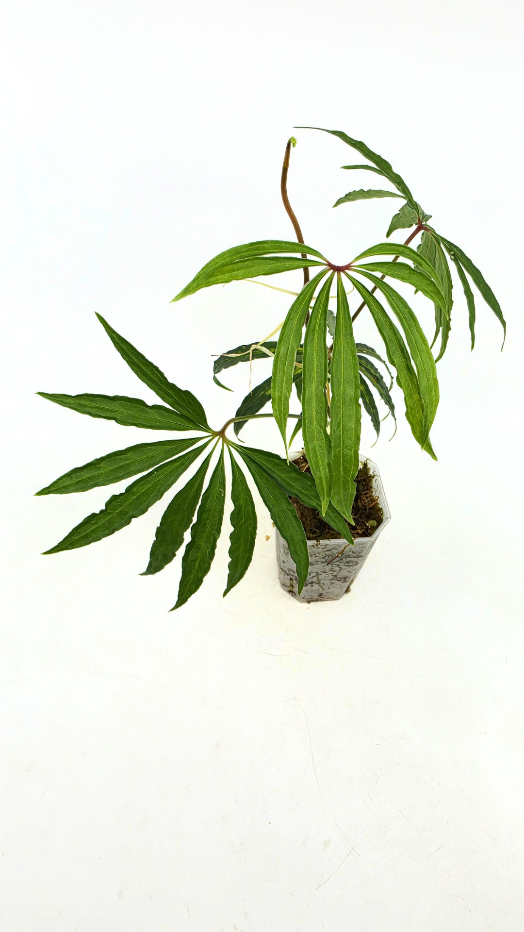 Hard to find vining house plant Anthurium Polystictum available for sale at rare plant shop The Leaf Gallery in Perth, Western Australia.