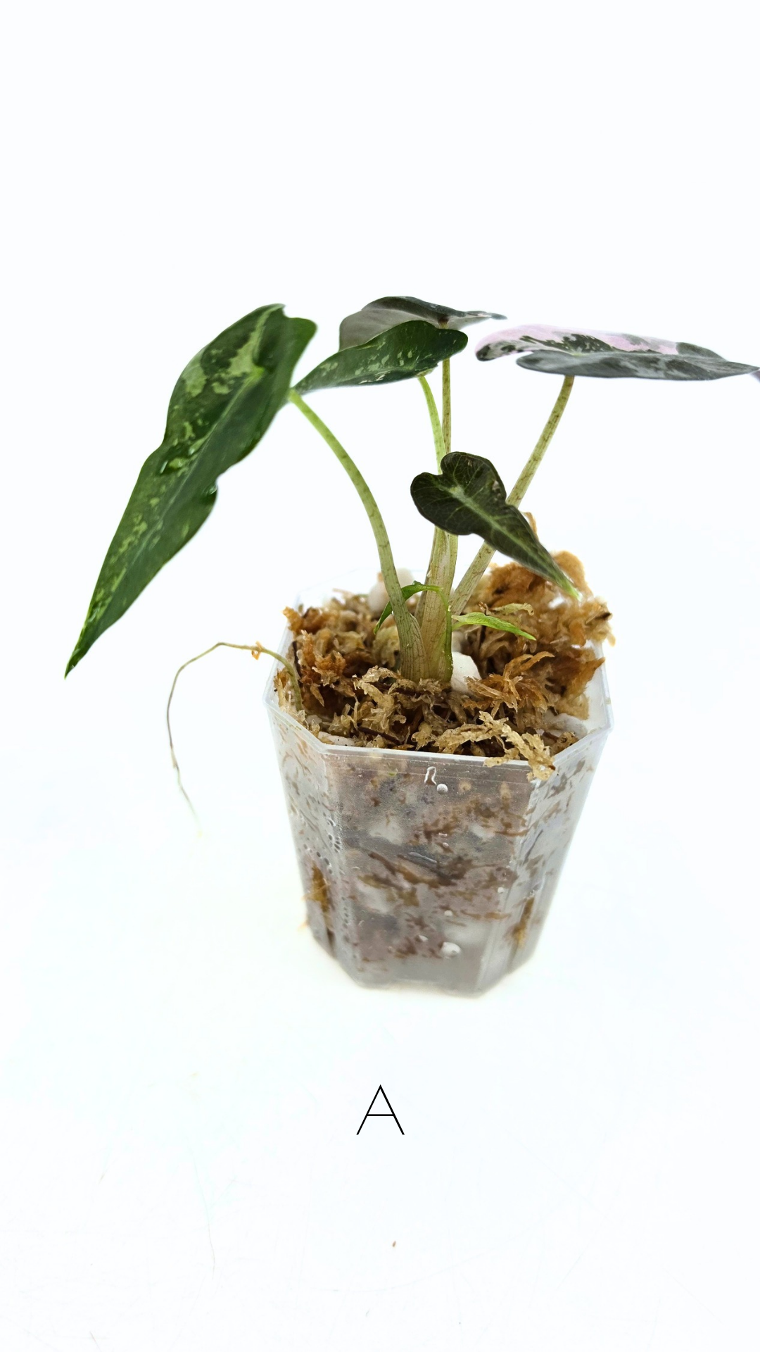 Rare indoor plant Alocasia Amazonica Bambino Pink TC plantlets available for sale at rare houseplant shop The Leaf Gallery in Perth, Western Australia