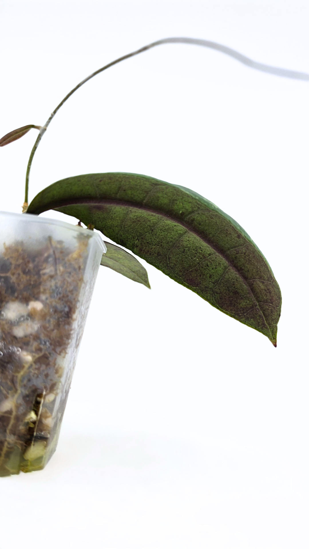 Rare waxplant Hoya Aff Lambii available for sale at rare indoor plant shop The Leaf Gallery in Perth, Western Australia.