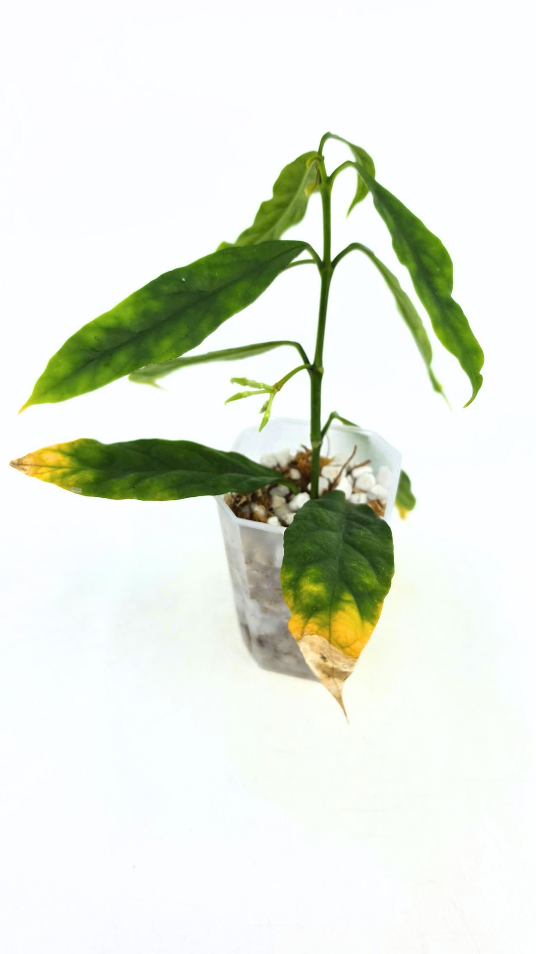 Rare waxplant Hoya Decipulae available for sale at rare indoor plant shop The Leaf Gallery in Perth, Western Australia