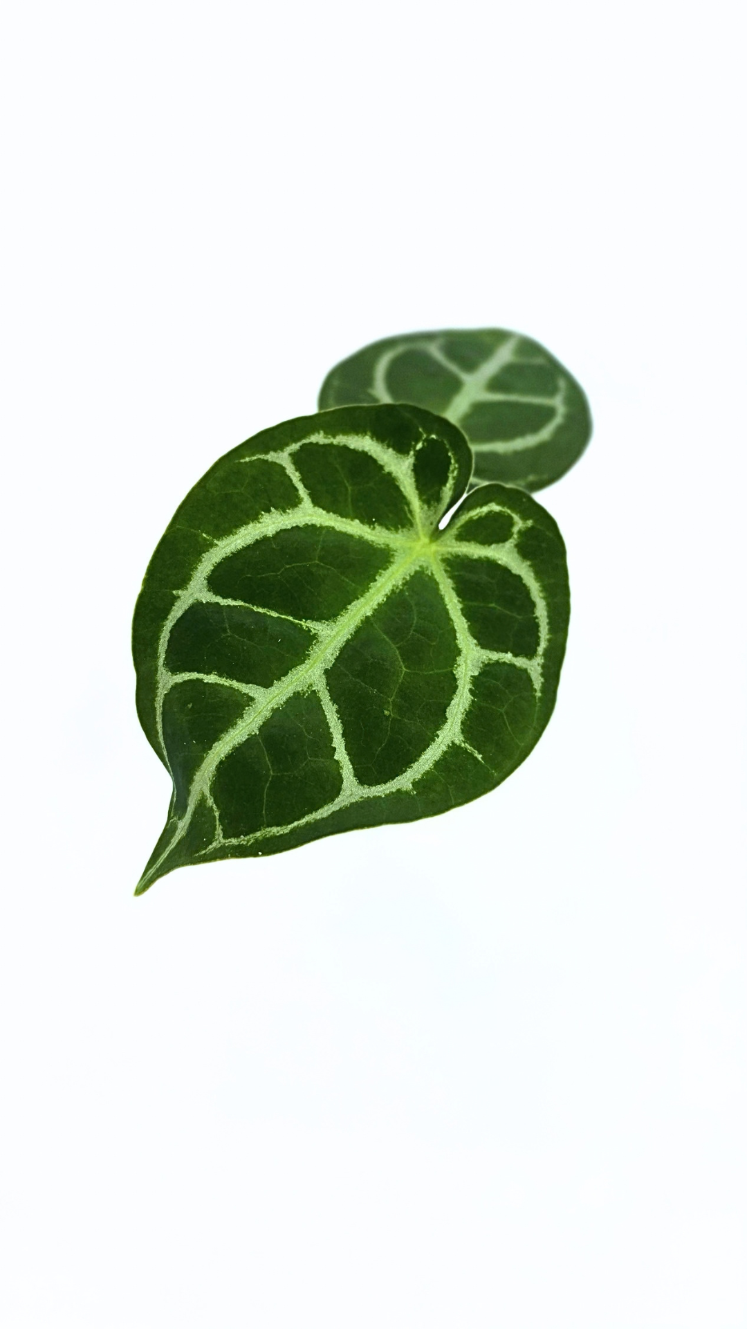 Rare Anthurium hybrid Dark Forgetii X Silver Blush available for sale at rare indoor plant shop The Leaf Gallery in Perth, Western Australia