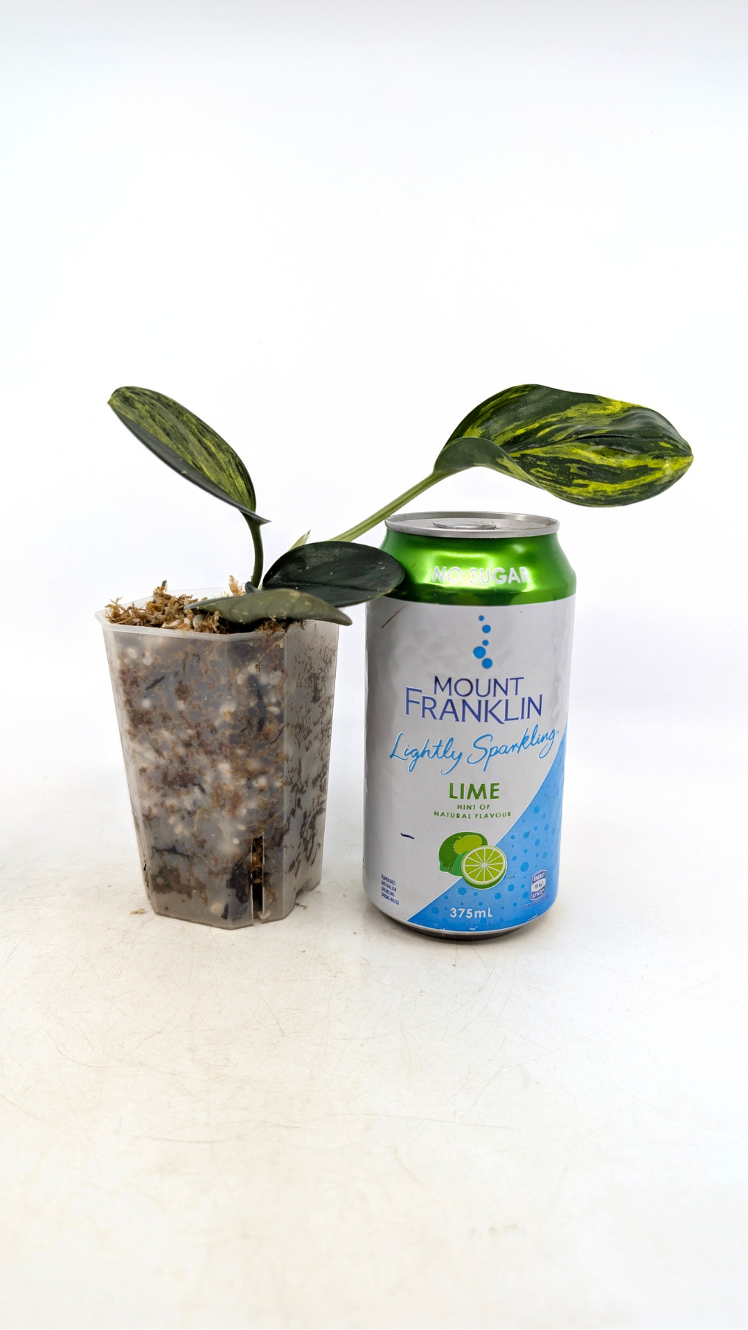 Single plants upload_20260121_155352_0003.png