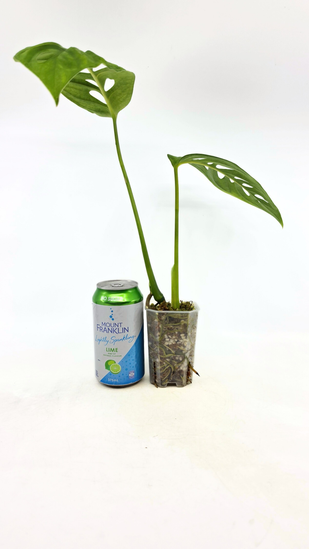 Rare indoor plant Monstera Esqueleto or Monstera Epipremnoides available for sale at rare plant shop The Leaf Gallery in Perth, Western Australia