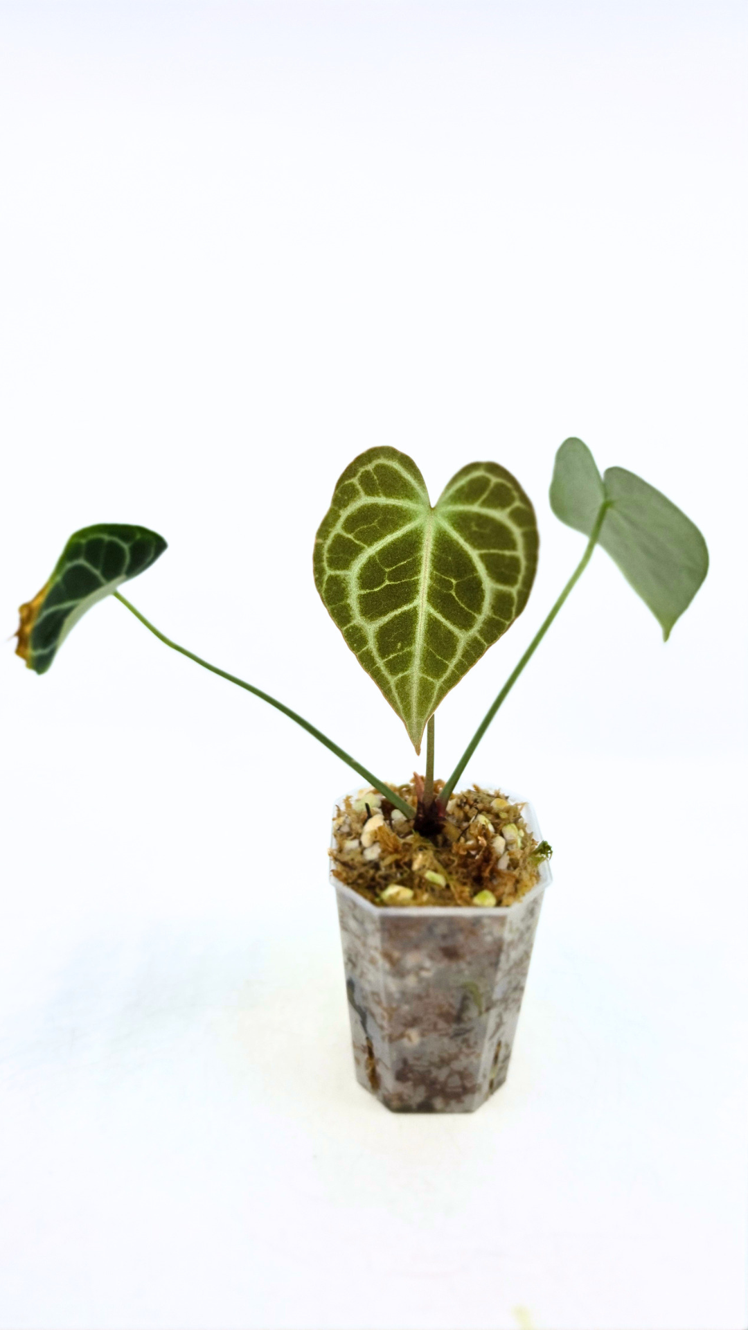 Rare Anthurium Clarineverium Hybrid - Queen of Clarinervium available for sale at rare plant shop The Leaf Gallery in Perth, Western Australia