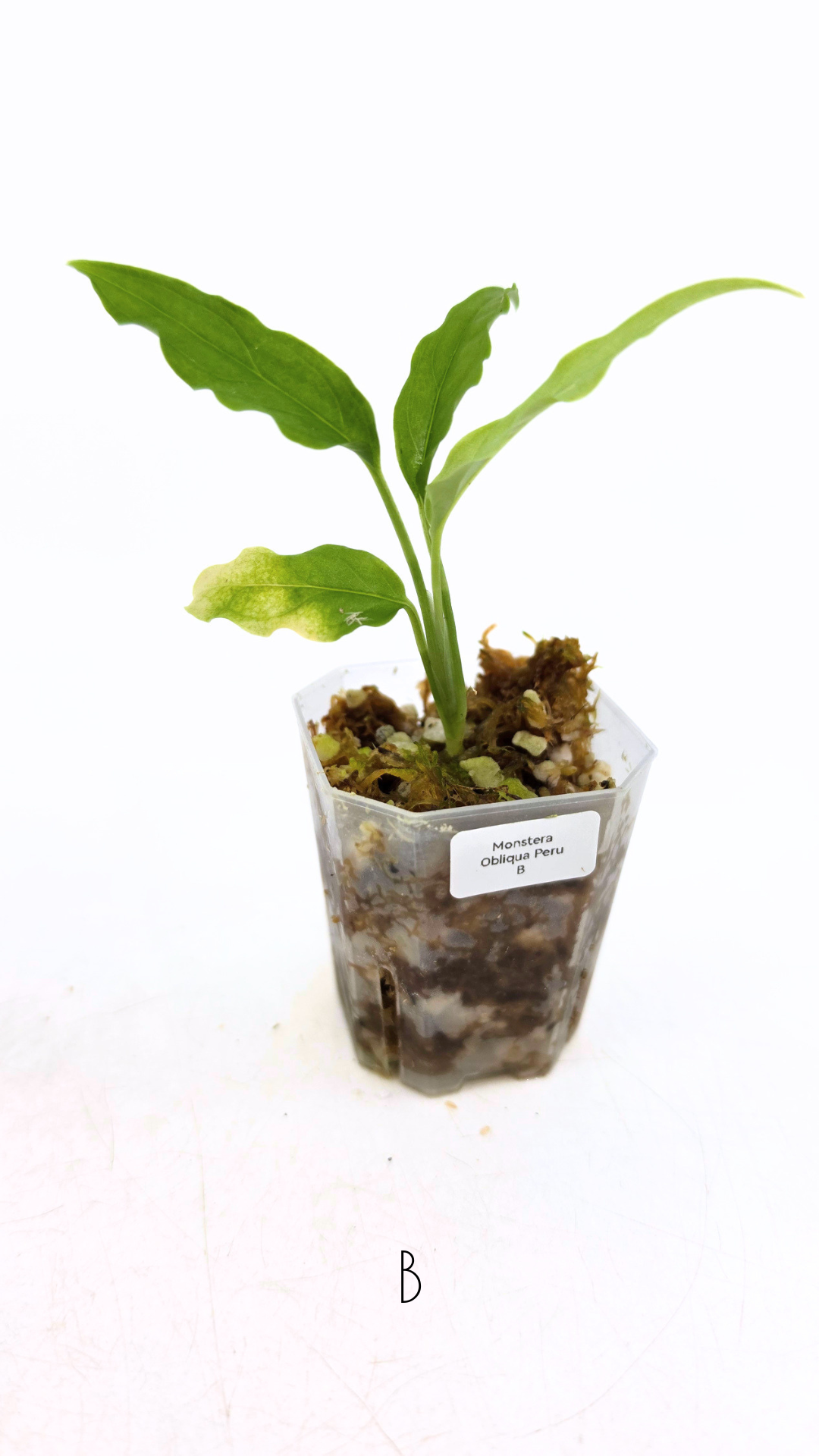 Rare indoor plant Monstera Obliqua Peru available for sale at rare house plant shop The Leaf Gallery in Perth, Western Australia