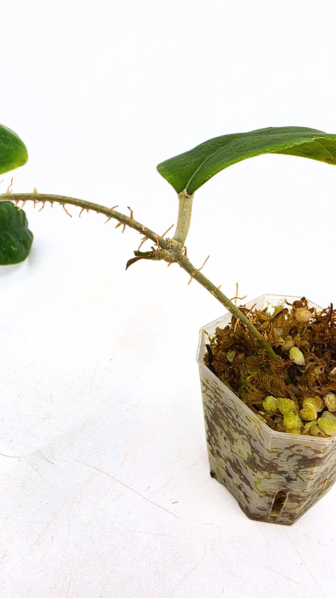 Rare waxplant Hoya Rintzii Borneo available for sale at rare indoor plant shop The Leaf Gallery in Perth, Western Australia