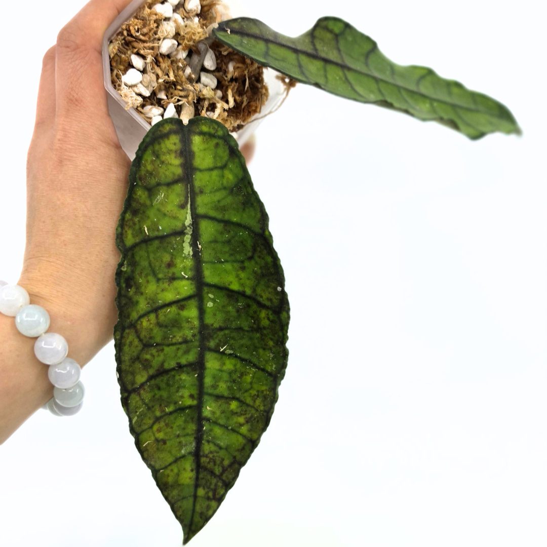 Rare waxplant Hoya Nong Nooch available for sale at rare indoor plant shop The Leaf Gallery in Perth, Western Australia