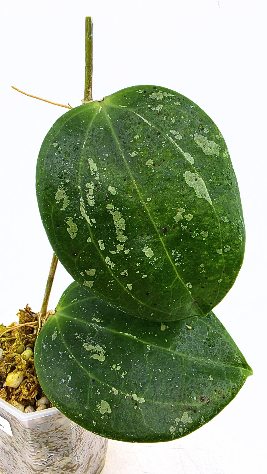 Rare waxplant Hoya Latifolia Snow Queen available for sale at rare plant shop The Leaf Gallery in Perth, Western Australia