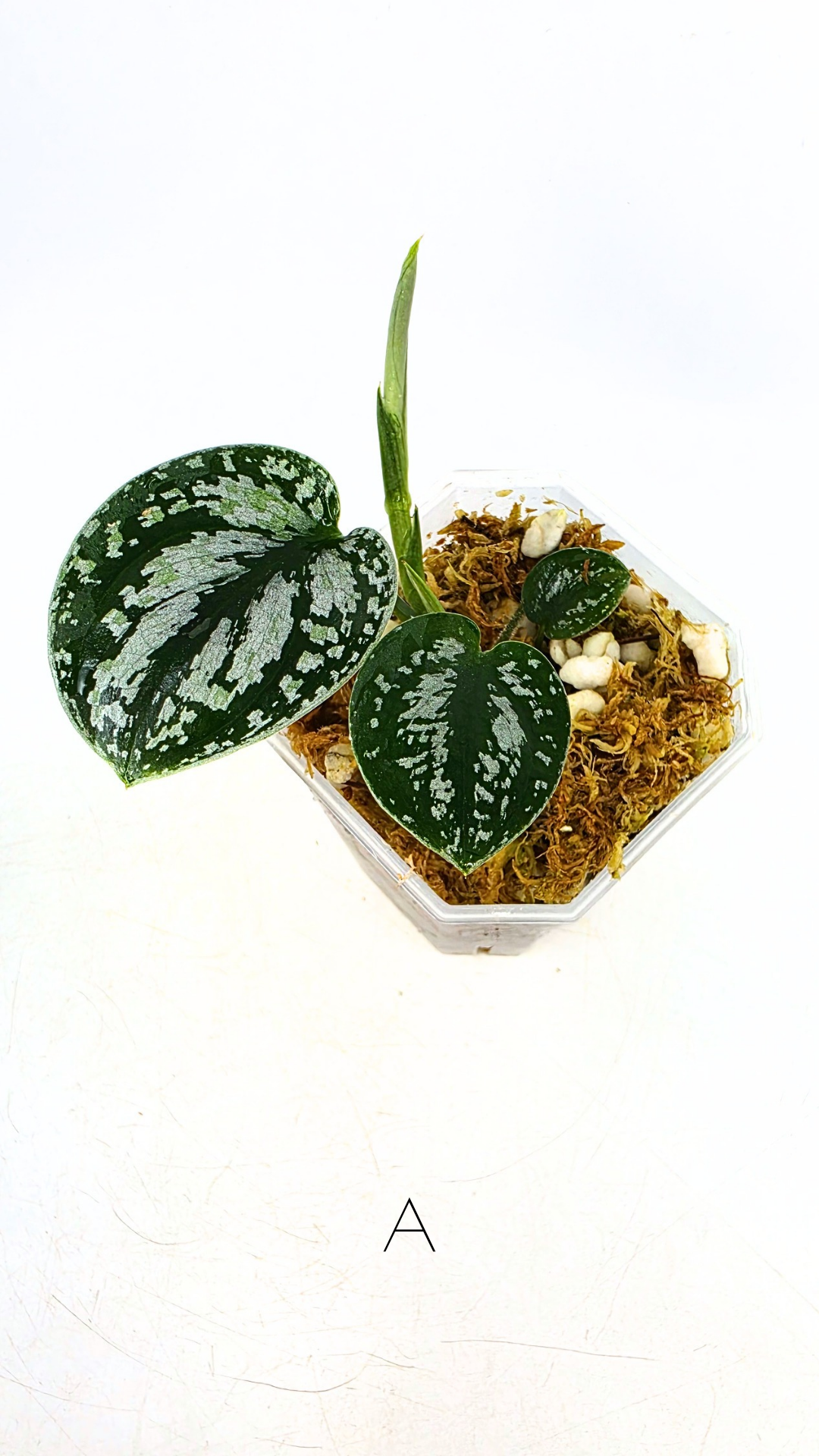 Rare indoor plant Scindapsus Dark Silver Tricolour available for sale at rare house plant shop The Leaf Gallery in Perth, Western Australia