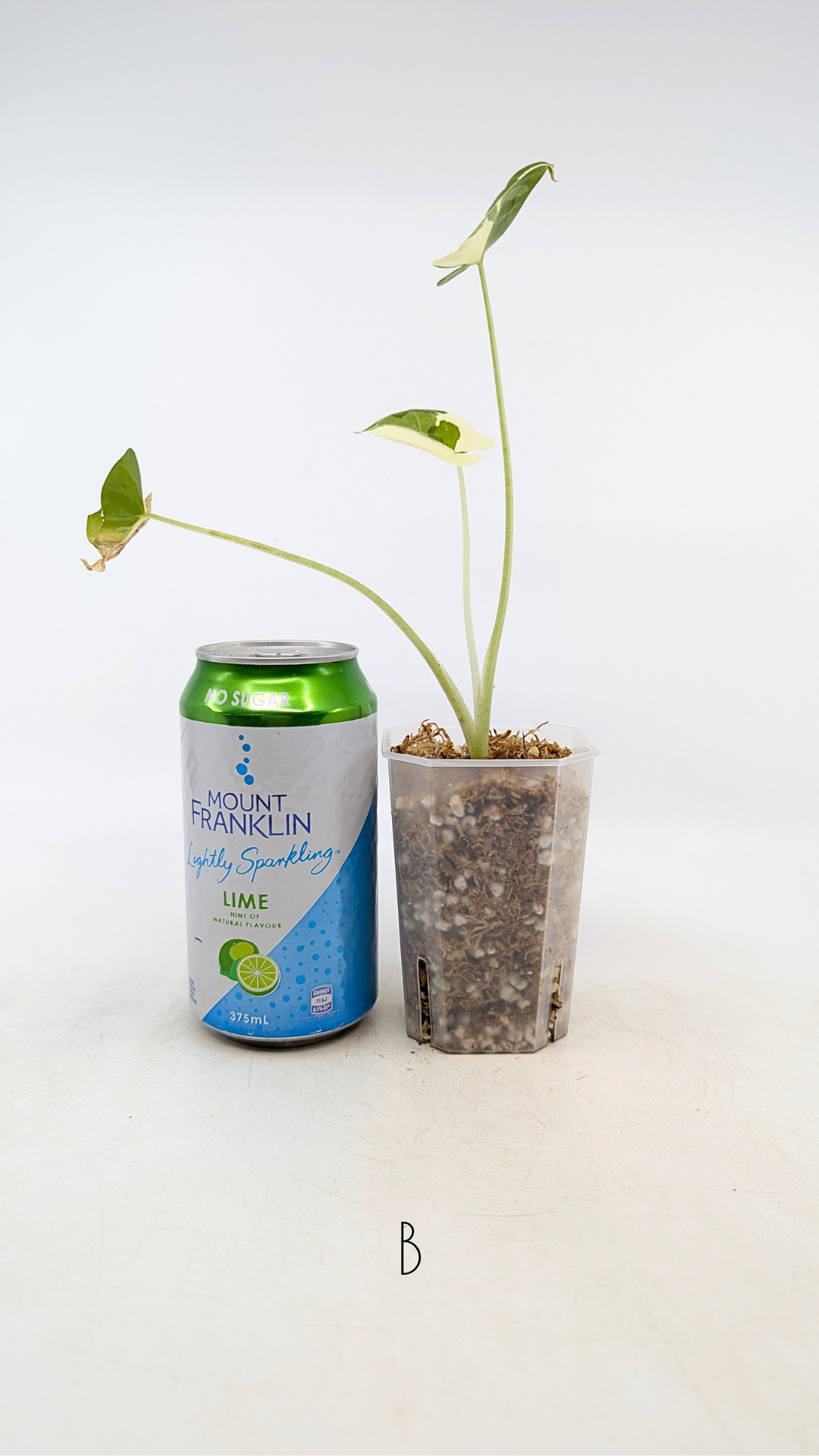 Rare indoor plant Alocasia Macrorrhiza (Elephant Ear) Variegated available for sale at rare house plant shop The Leaf Gallery in Perth, Western Australia