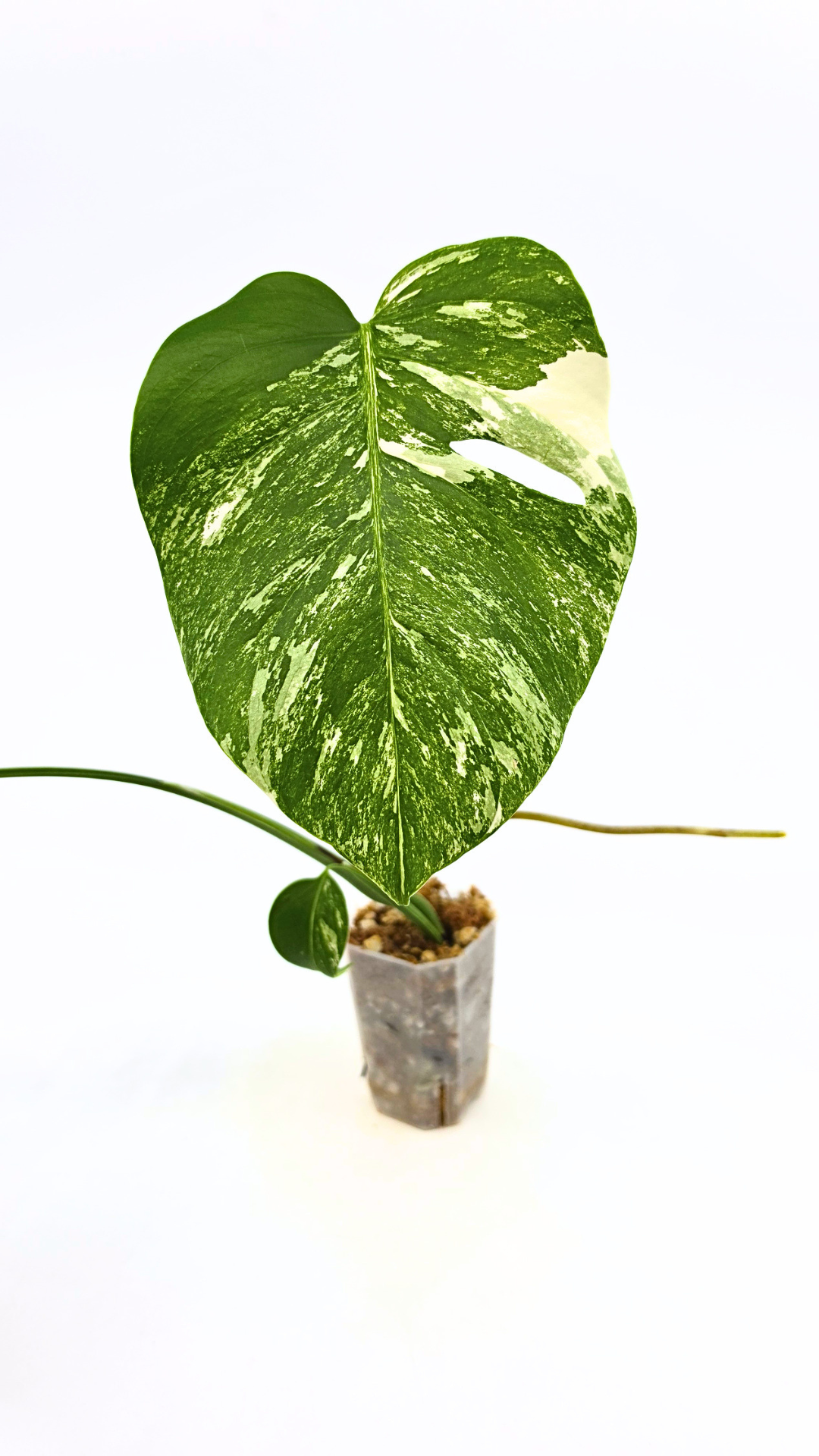 Rare indoor plant Monstera Albo Varigated available for sale at rare plant house plant shop The Leaf Gallery in Perth, Western Australia