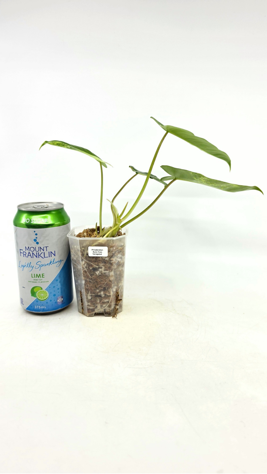 Uncommon indoor plant Philodendron Burle Marx Varigated available for sale at rare indoor plant shop The Leaf Gallery in Perth, Western Australia