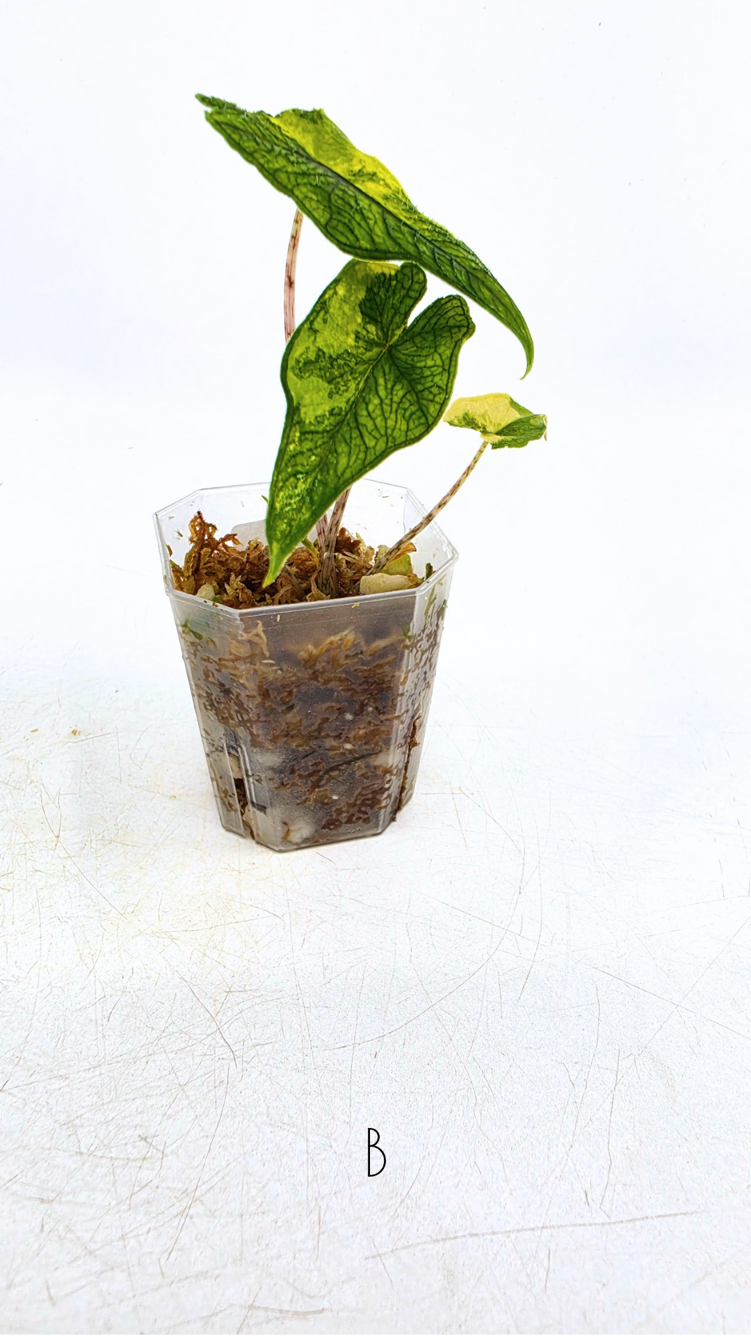Rare indoor plant Alocasia Jacklyn Variegated available for sale at rare house plant shop The Leaf Gallery in Perth, Western Australia.