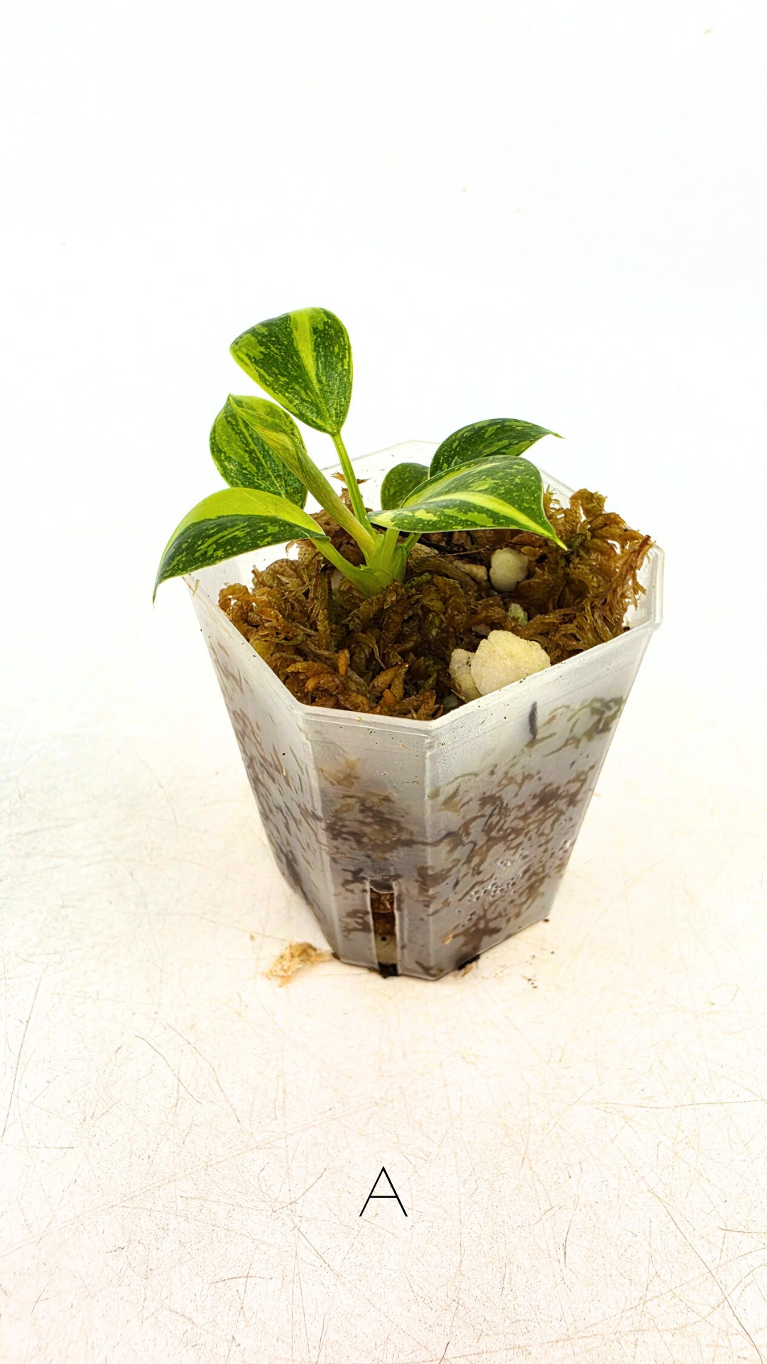 Rare indoor plant Green Congo Hybrid (Nuclear) Varigated available for sale at rare plant shop The Leaf Gallery in Perth, Western Australia