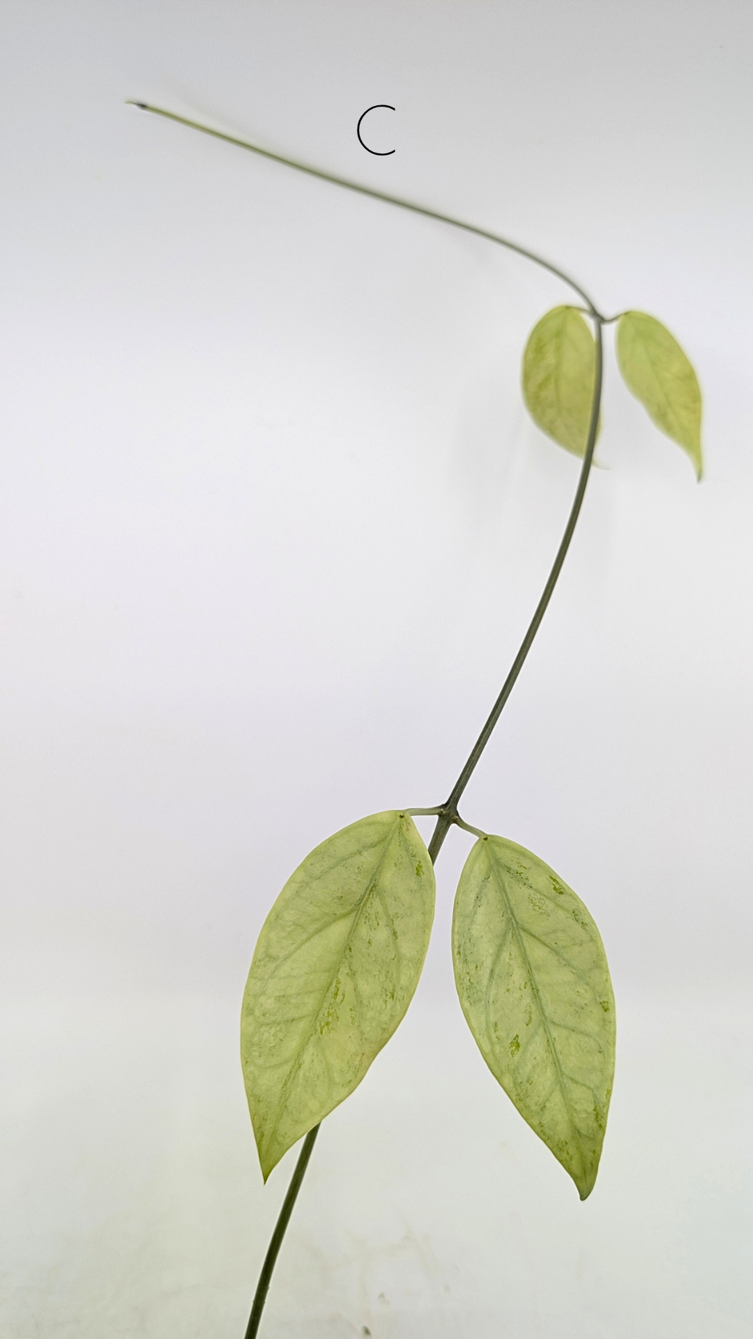 Rare waxplant Hoya Coriacea Silver available for sale at rare indoor plant shop The Leaf Gallery in Perth, Western Australia