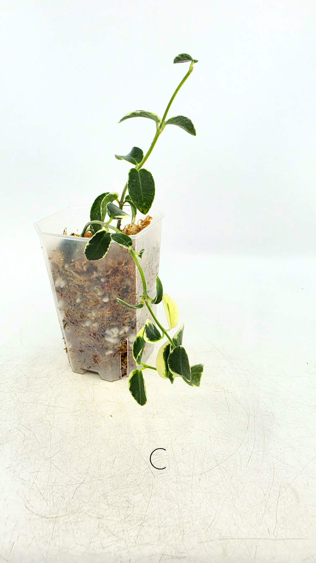 Rare waxplant Hoya Cumingiana Albo available for sale at rare indoor plant shop The Leaf Gallery in Perth, Western Australia