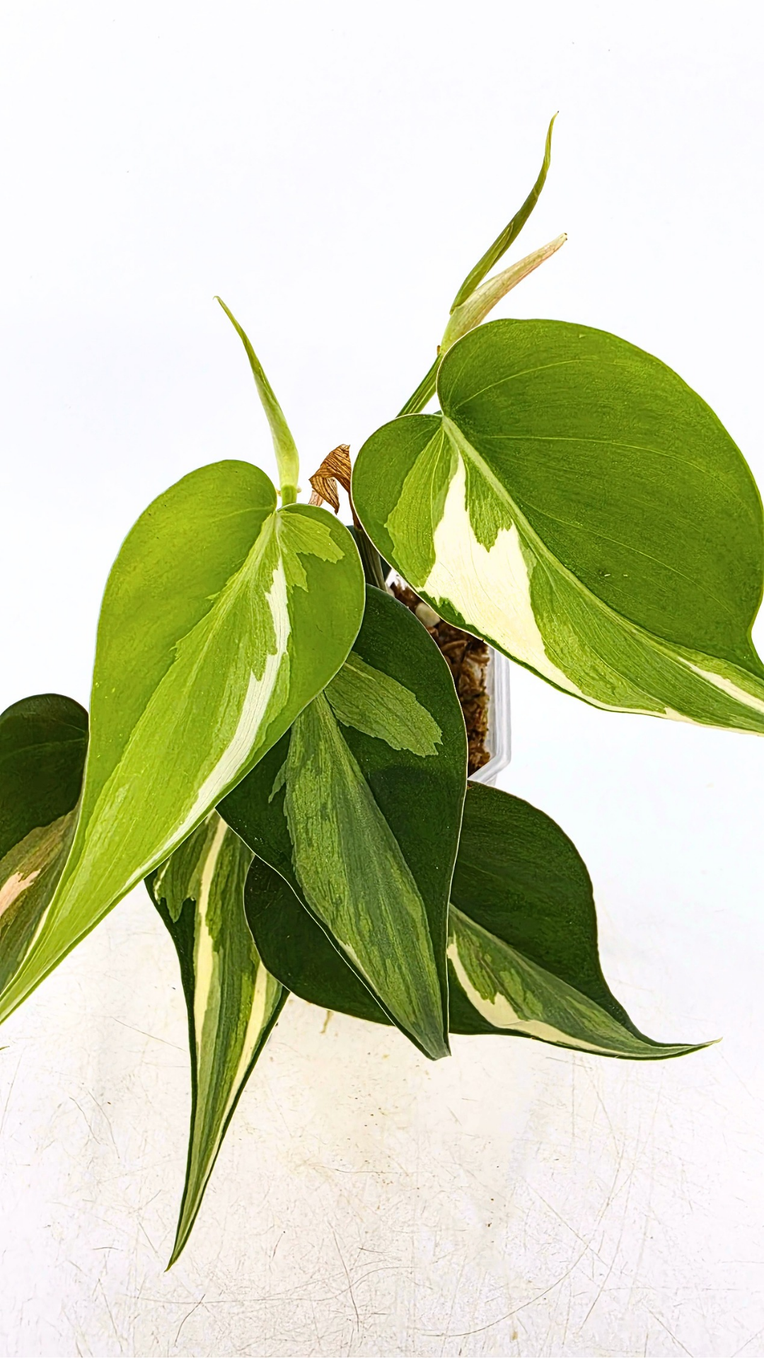 Rare indoor plant Philodendron Rio available at rare plant shop The Leaf Gallery in Perth, Western Australia.