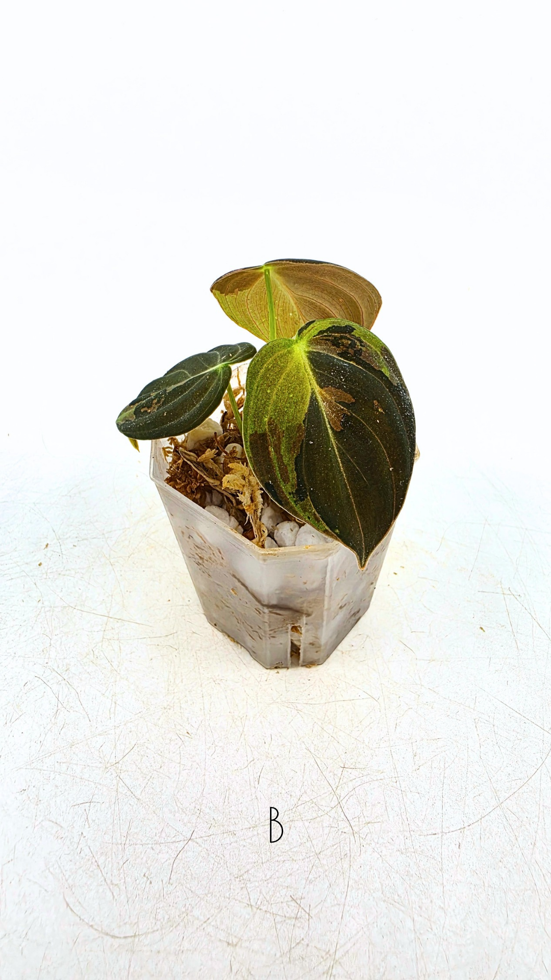 Rare plant Philodendron Melanochrysum Varigated available for sale at rare plant shop The Leaf Gallery in Perth, Western Australia