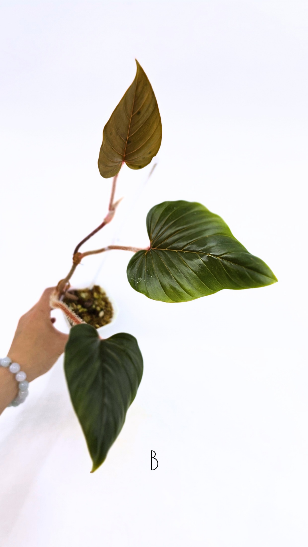 Rare plant philodendron squamicaule pink available at rare plant shop The Leaf Gallery in Perth, Western Australia