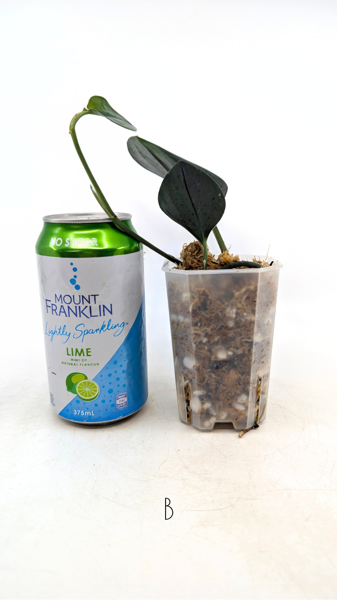 Rare Indoor House Plant Scindapsus Treubii Dark Form at rare plant shop The Leaf Gallery in Perth